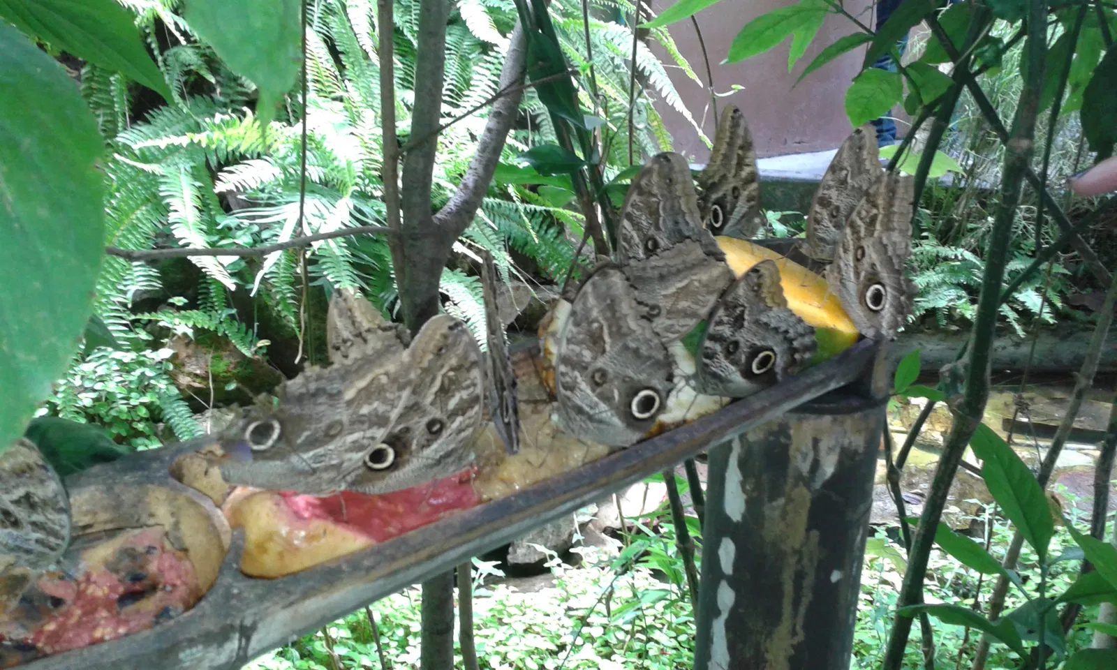 Jardín zoológico de Brasilia