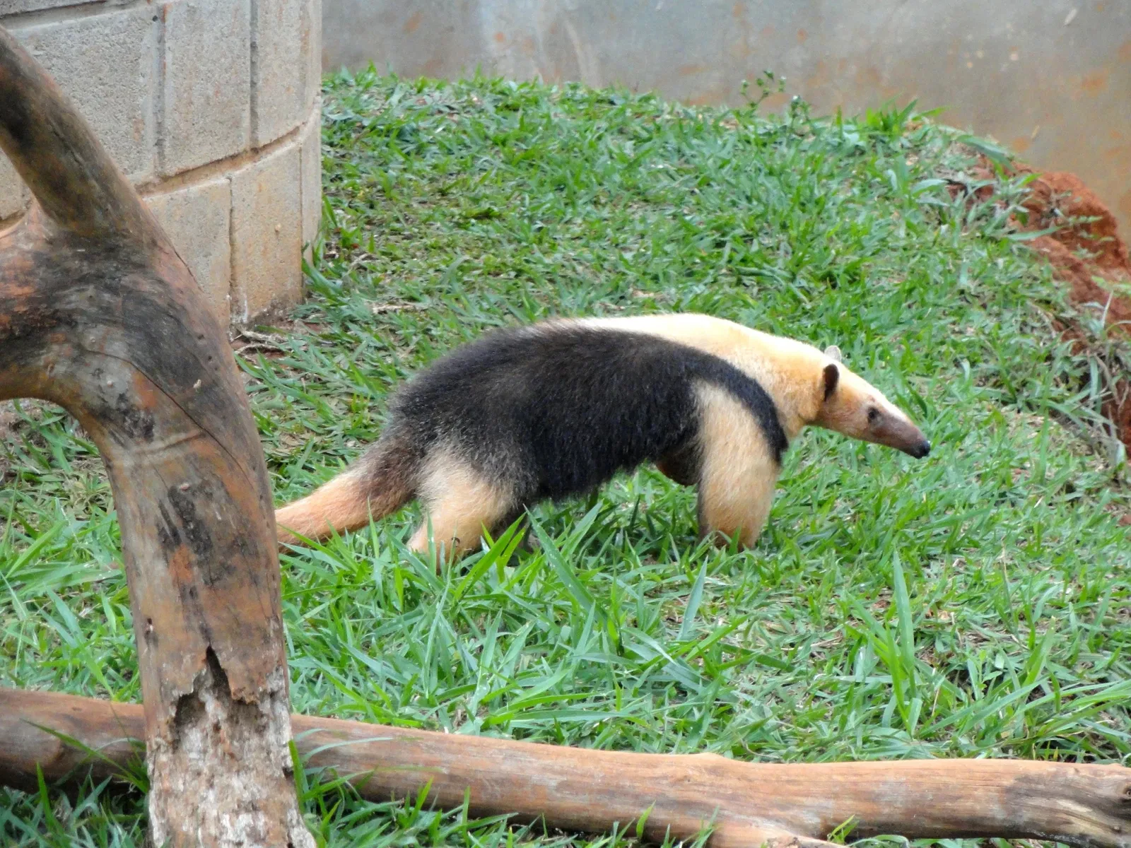 Jardín zoológico de Brasilia