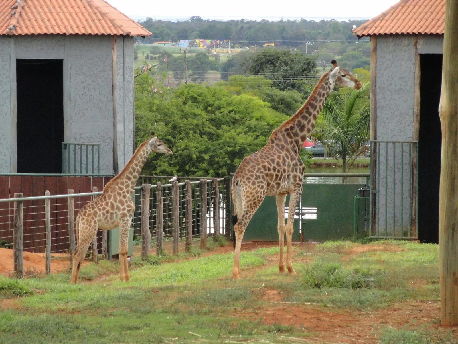 Jardín zoológico de Brasilia