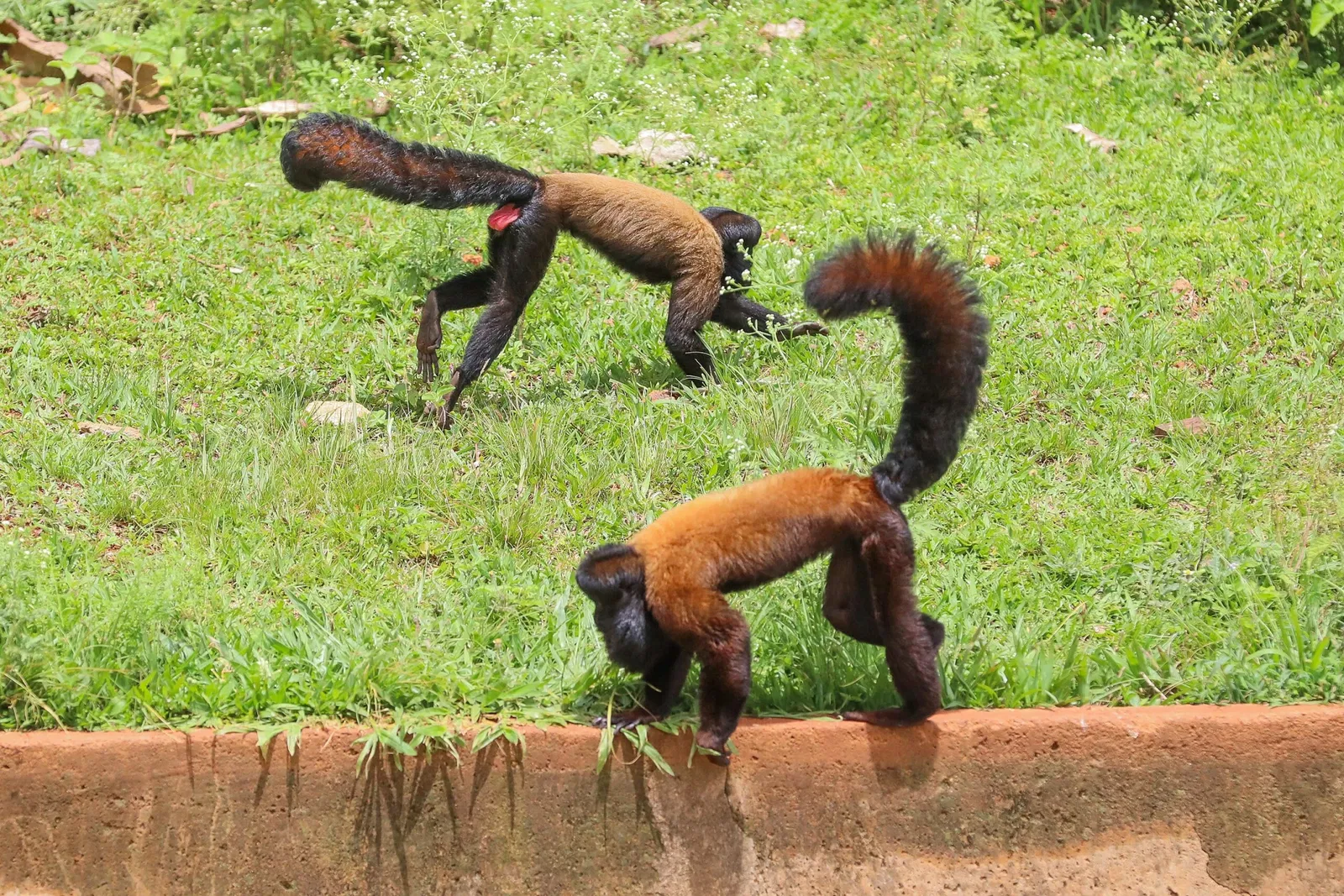 Jardín zoológico de Brasilia
