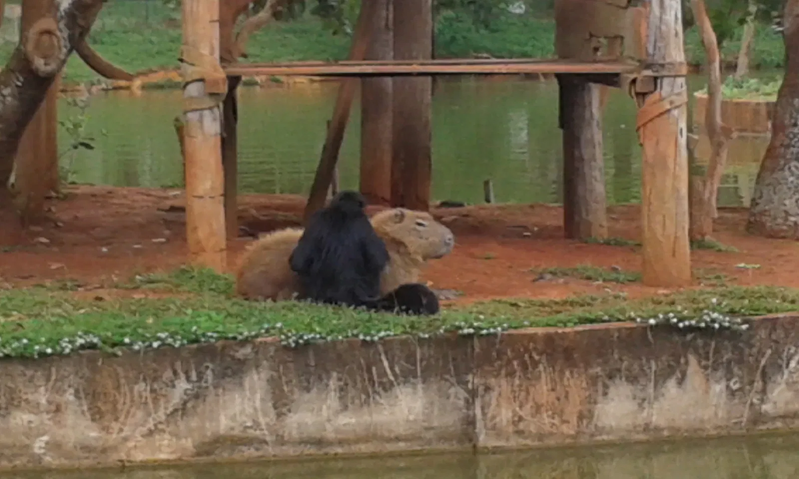 Jardín zoológico de Brasilia