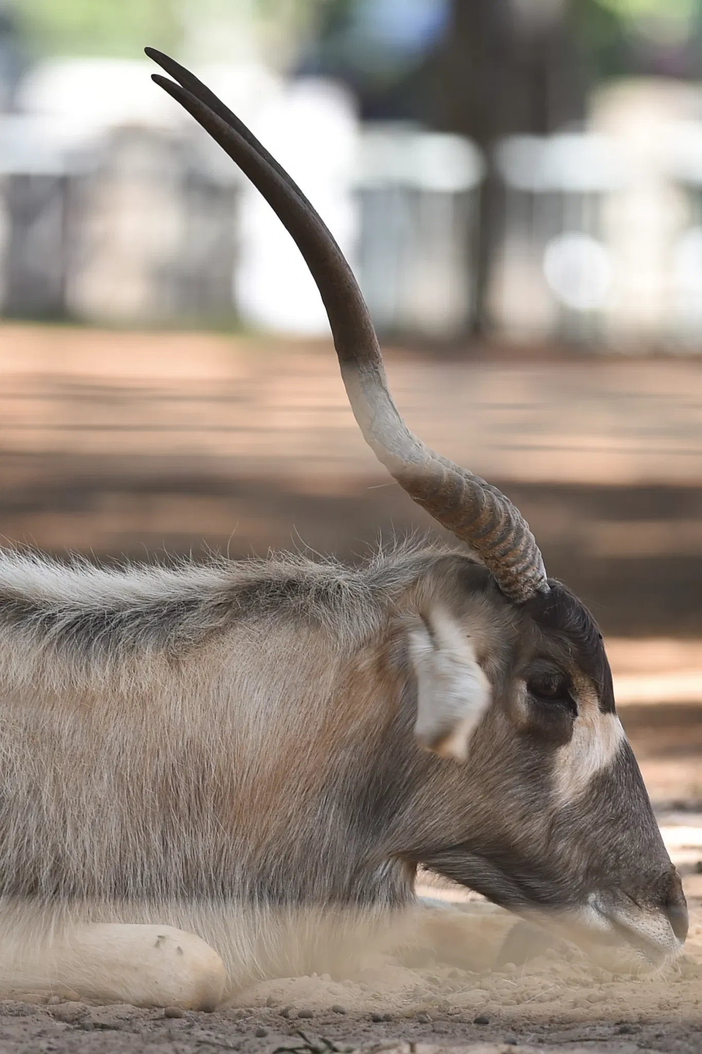 Zoologischer Garten Brasília