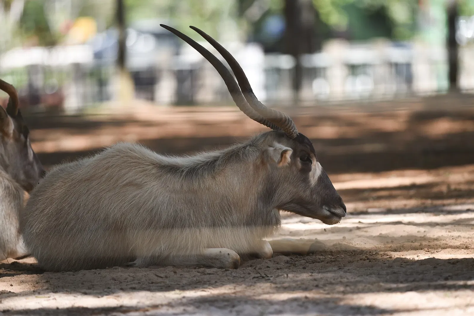 Zoologischer Garten Brasília
