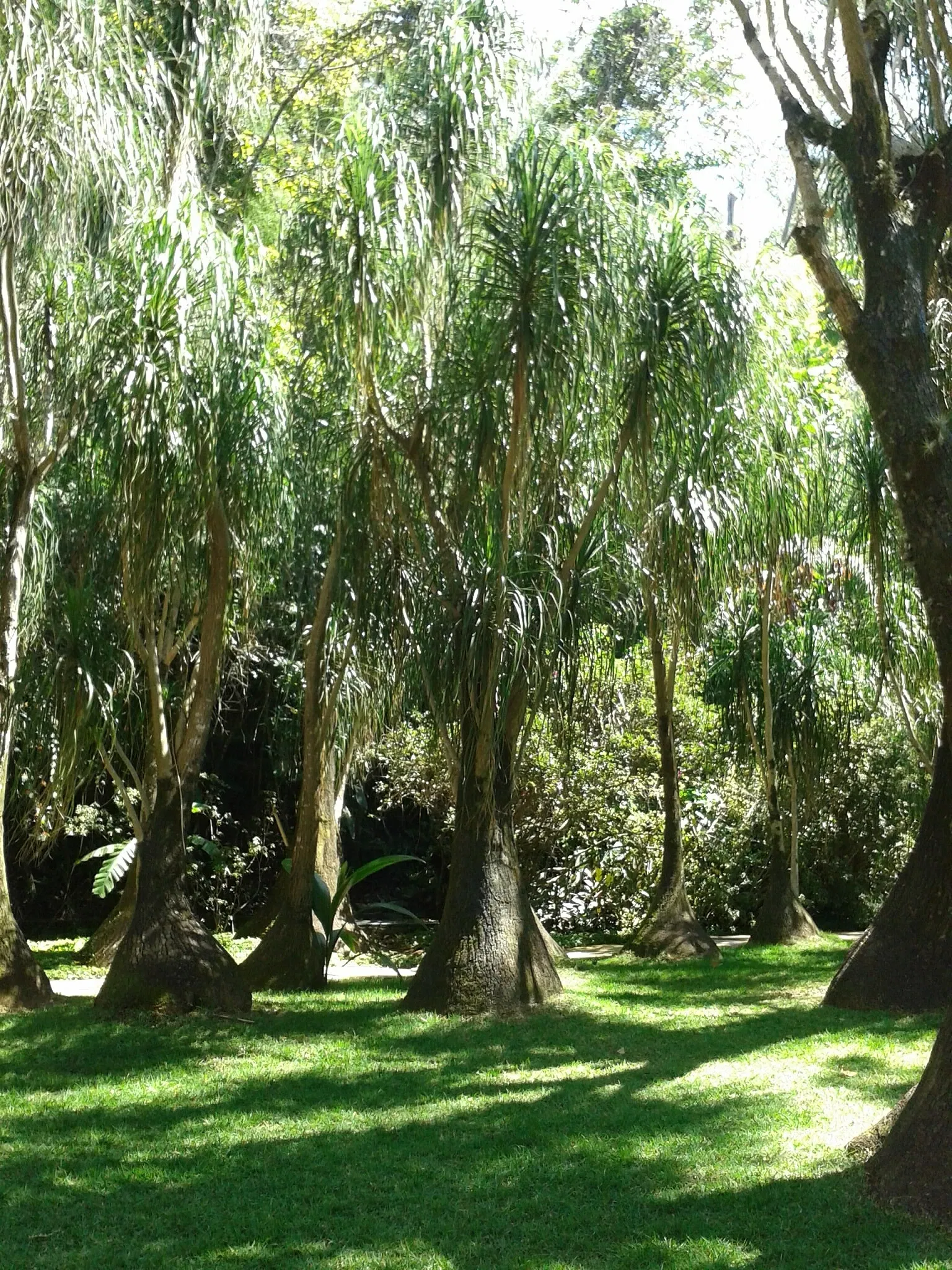 Beeldenpark van het Centro de Arte Contemporânea Inhotim