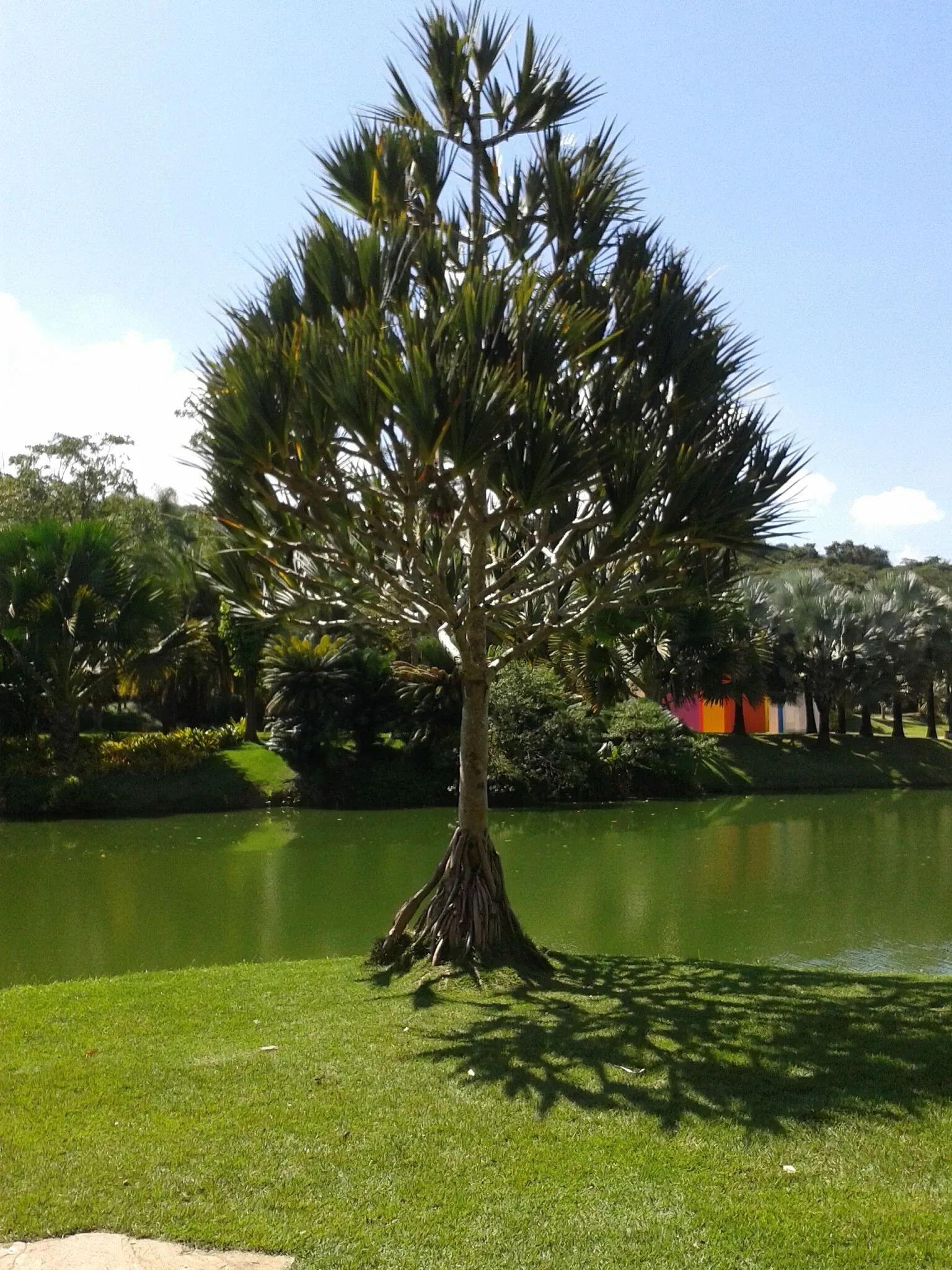 Beeldenpark van het Centro de Arte Contemporânea Inhotim