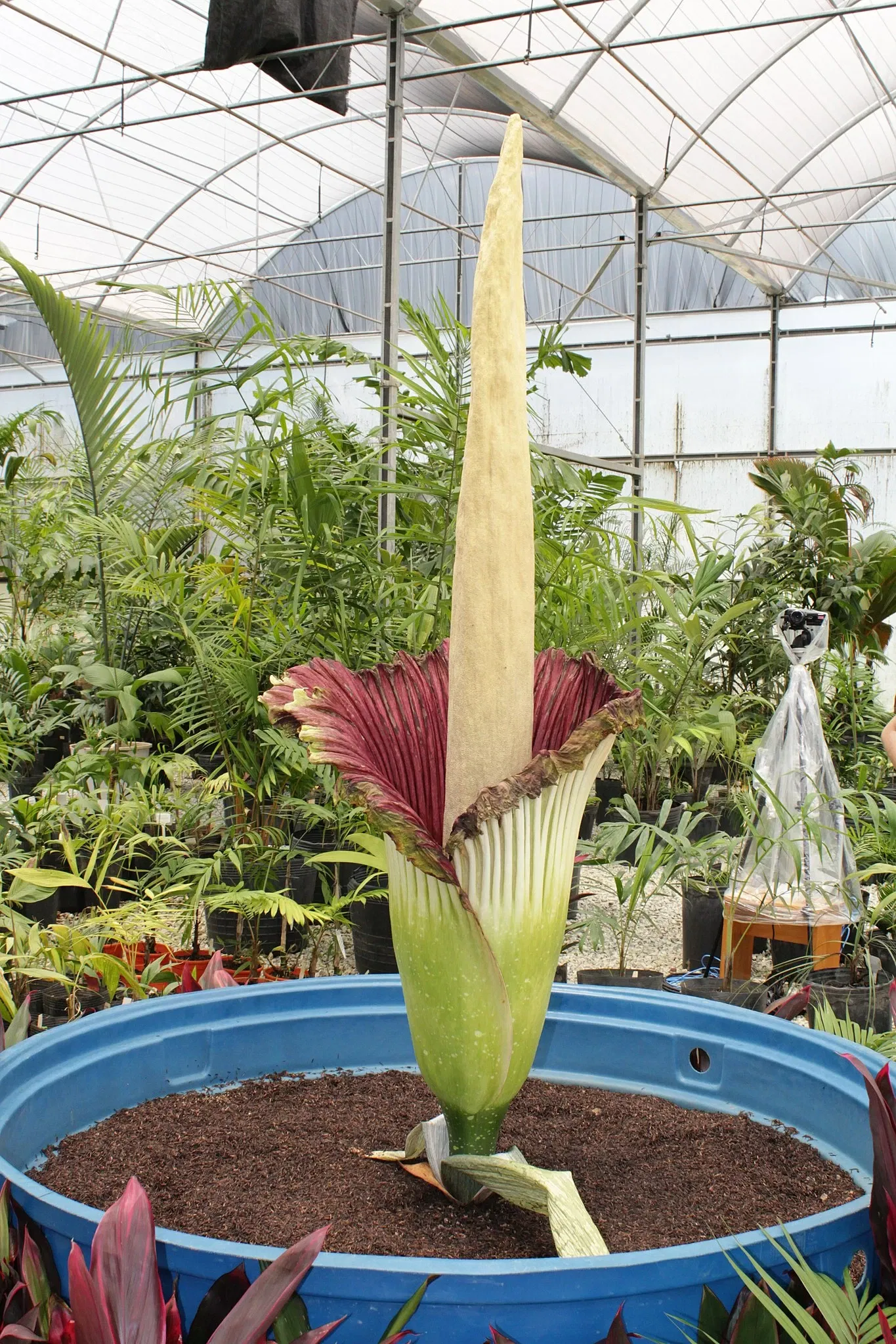 Beeldenpark van het Centro de Arte Contemporânea Inhotim