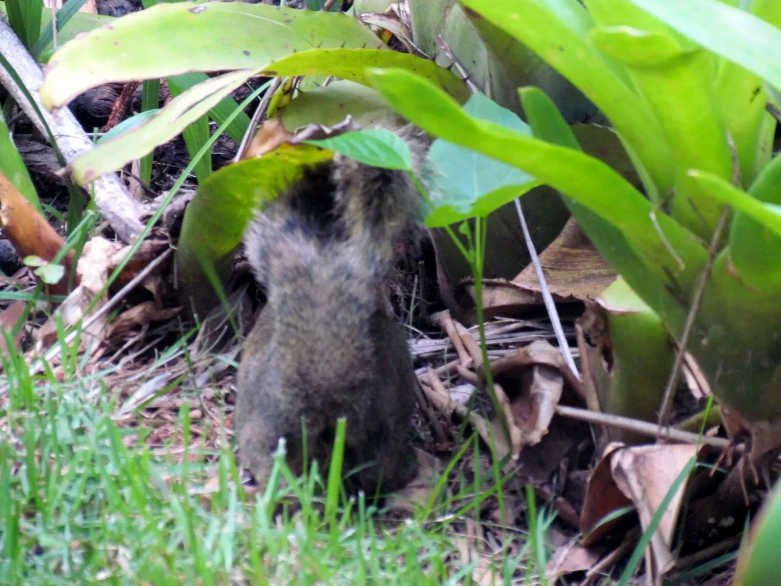 Centro de Arte Contemporânea Inhotim