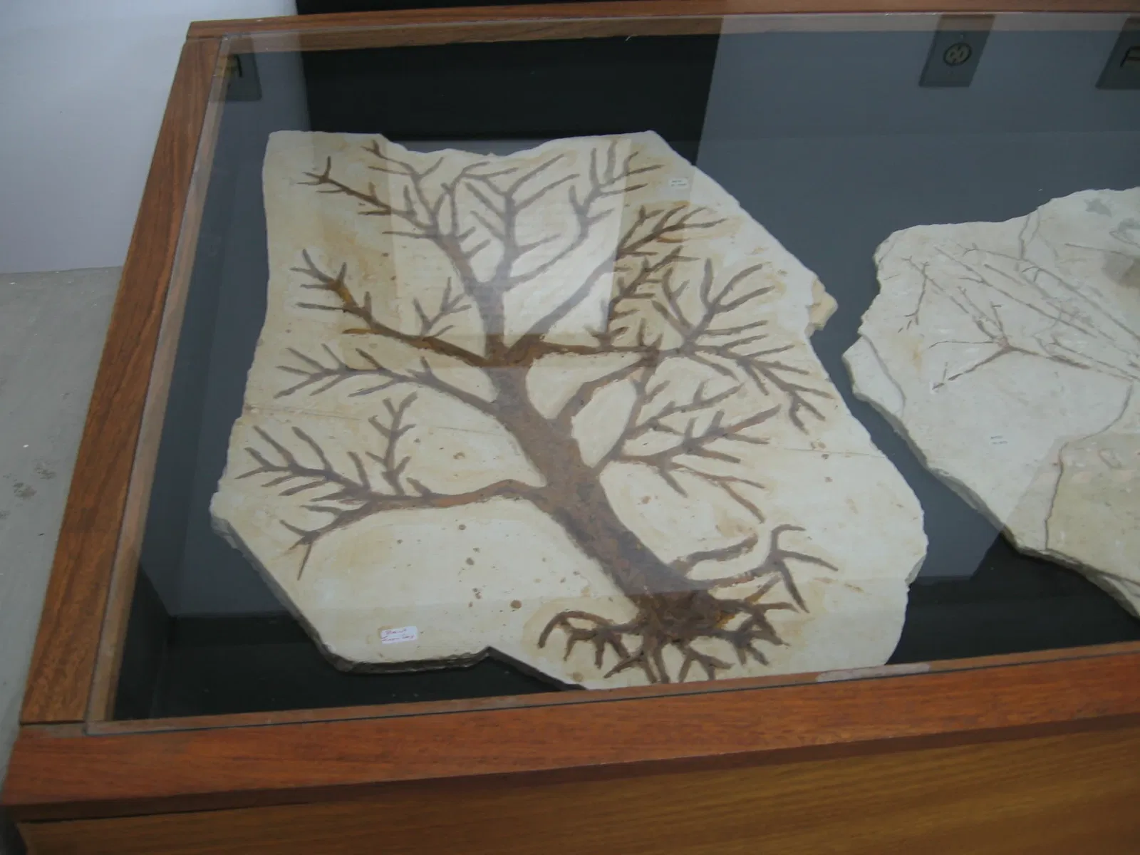 Museu de Paleontologia Plácido Cidade Nuvens