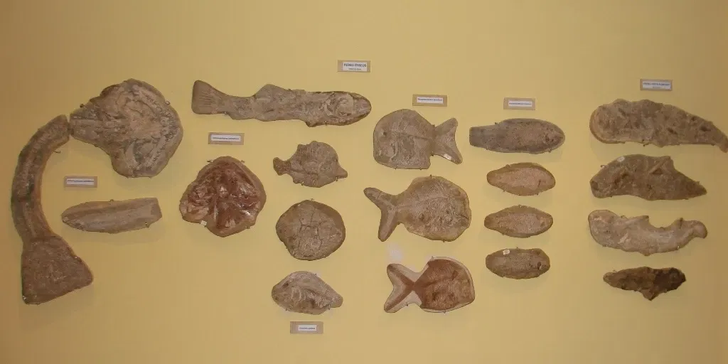 Museu de Paleontologia Plácido Cidade Nuvens