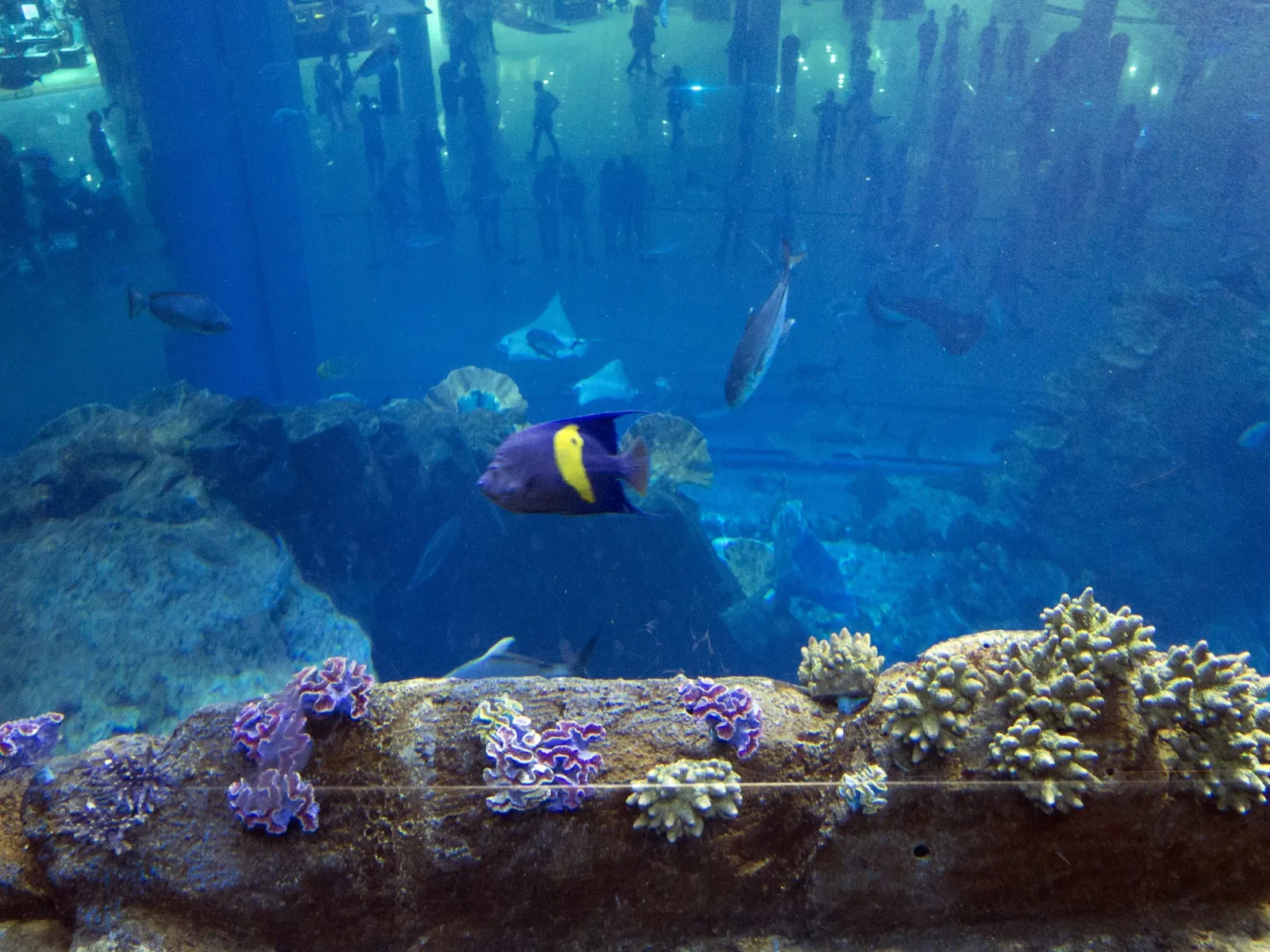 Dubai Aquarium & Underwater Zoo