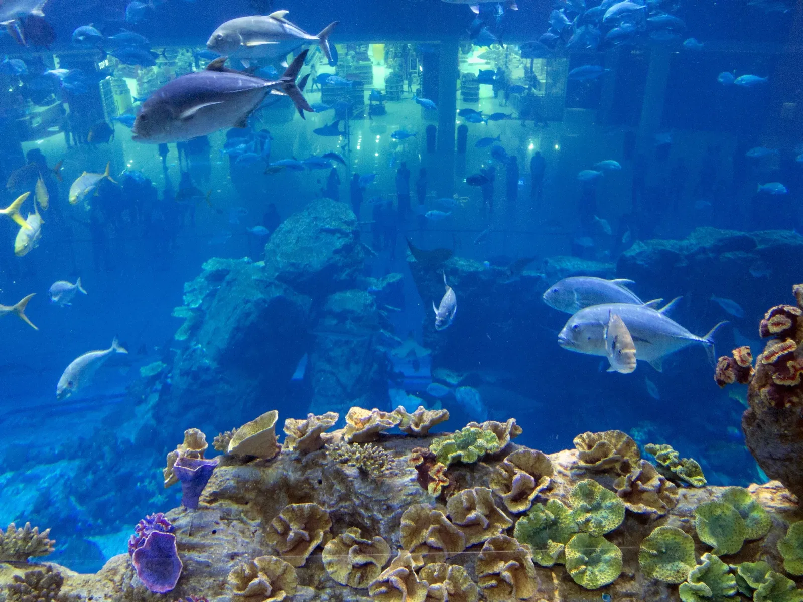 Dubai Aquarium & Underwater Zoo