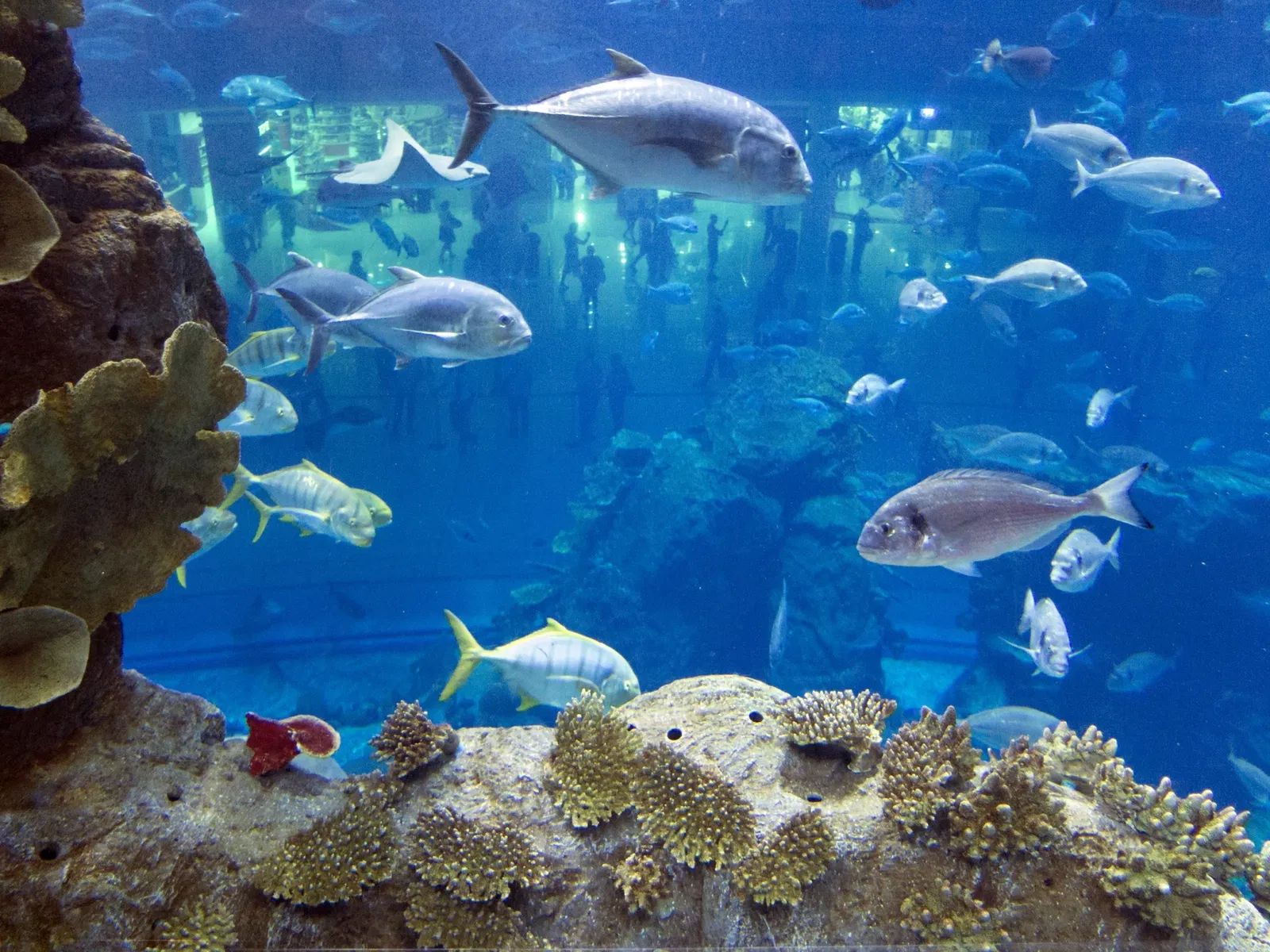 Dubai Aquarium & Underwater Zoo