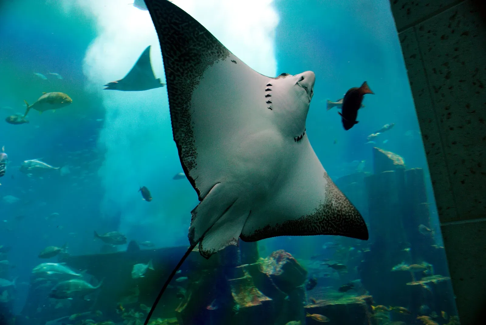Dubai Aquarium & Underwater Zoo
