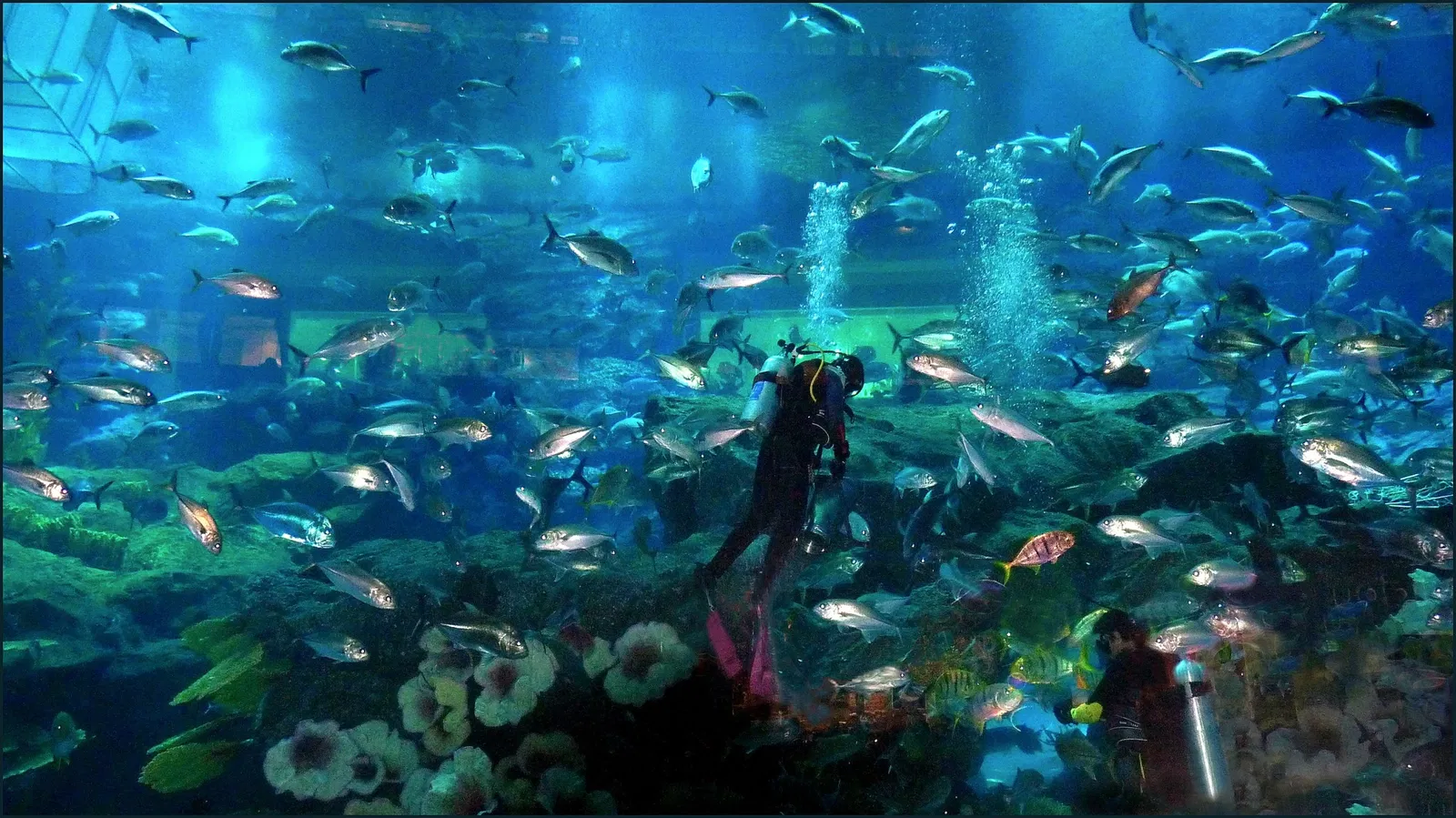 Dubai Aquarium & Underwater Zoo