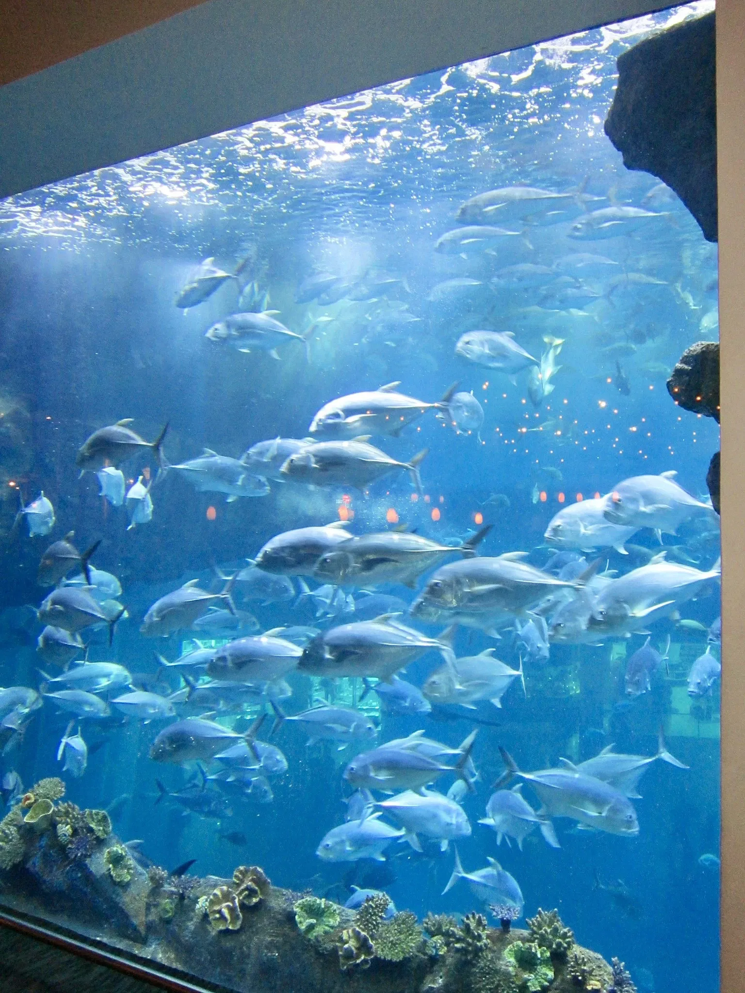 Dubai Aquarium & Underwater Zoo