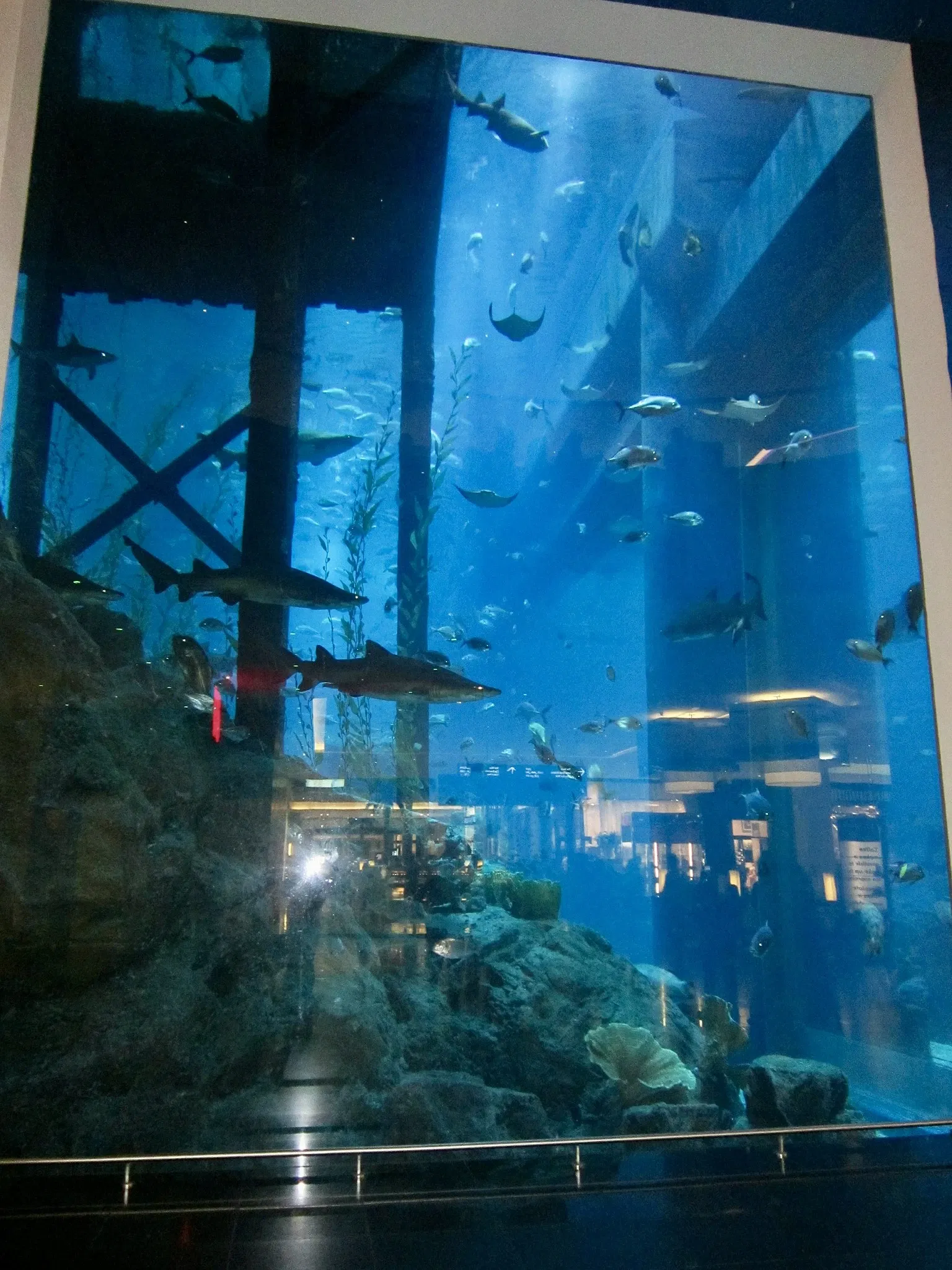 Dubai Aquarium & Underwater Zoo
