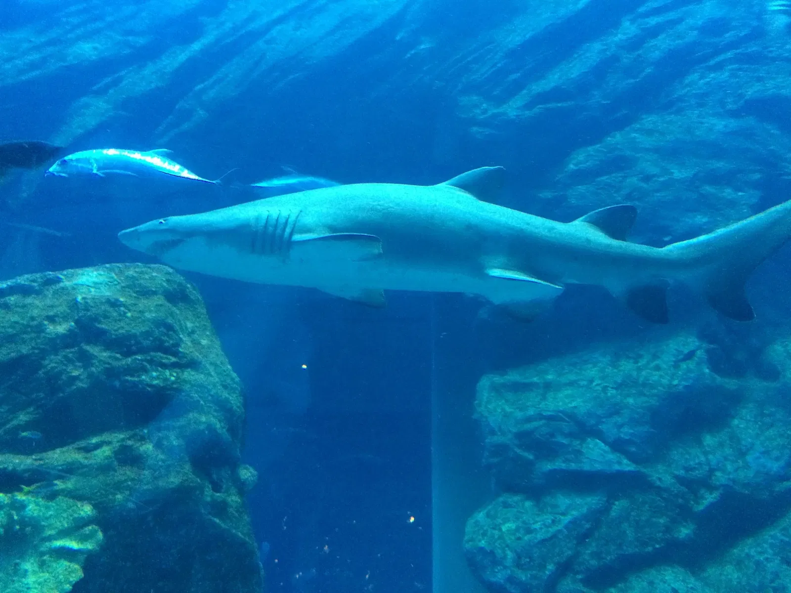 Dubai Aquarium & Underwater Zoo