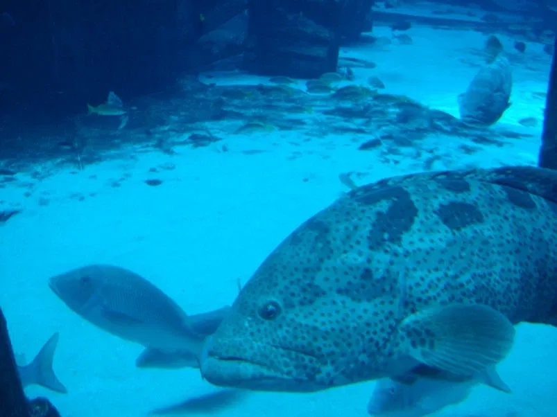Dubai Aquarium & Underwater Zoo