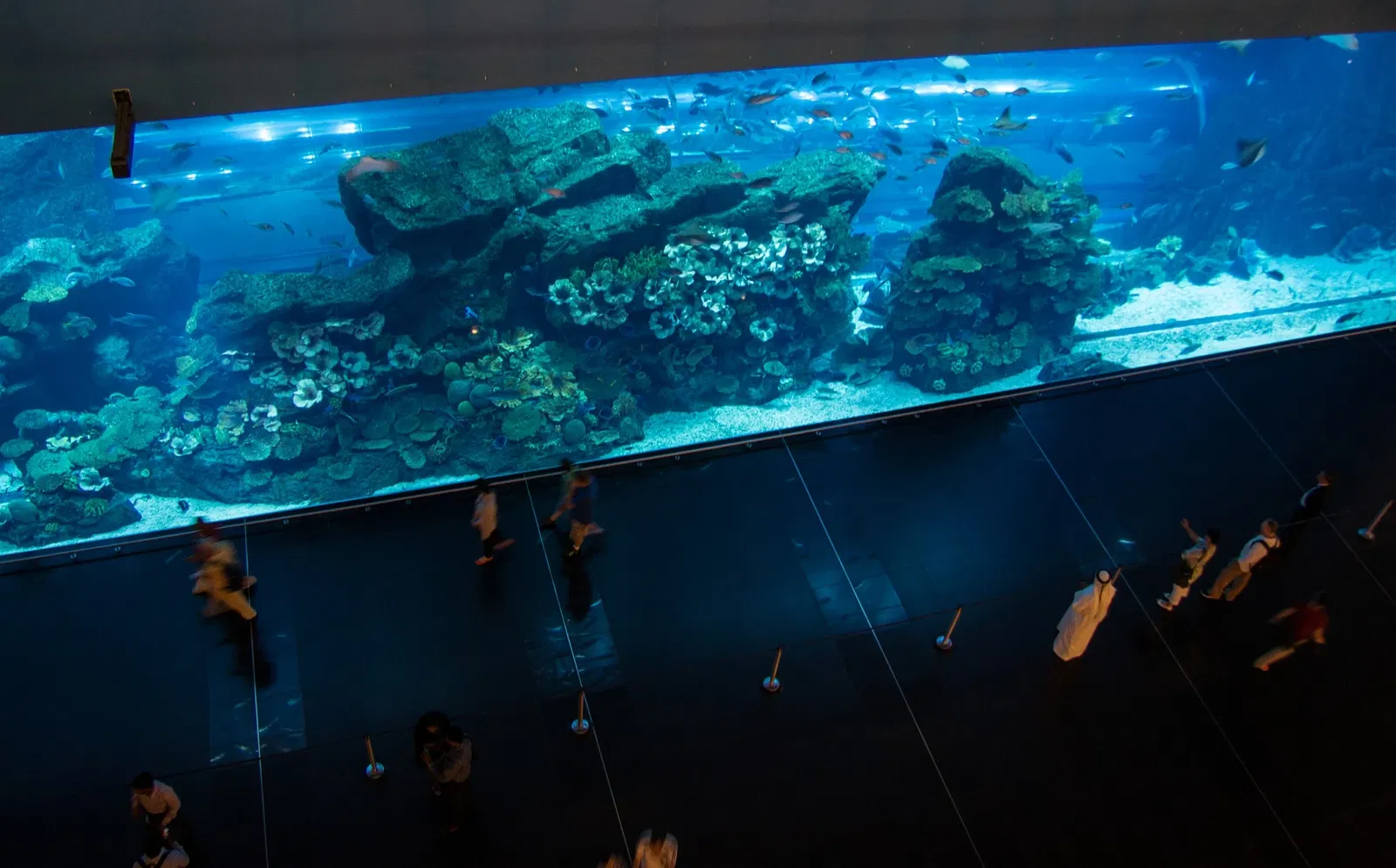 Dubai Aquarium & Underwater Zoo