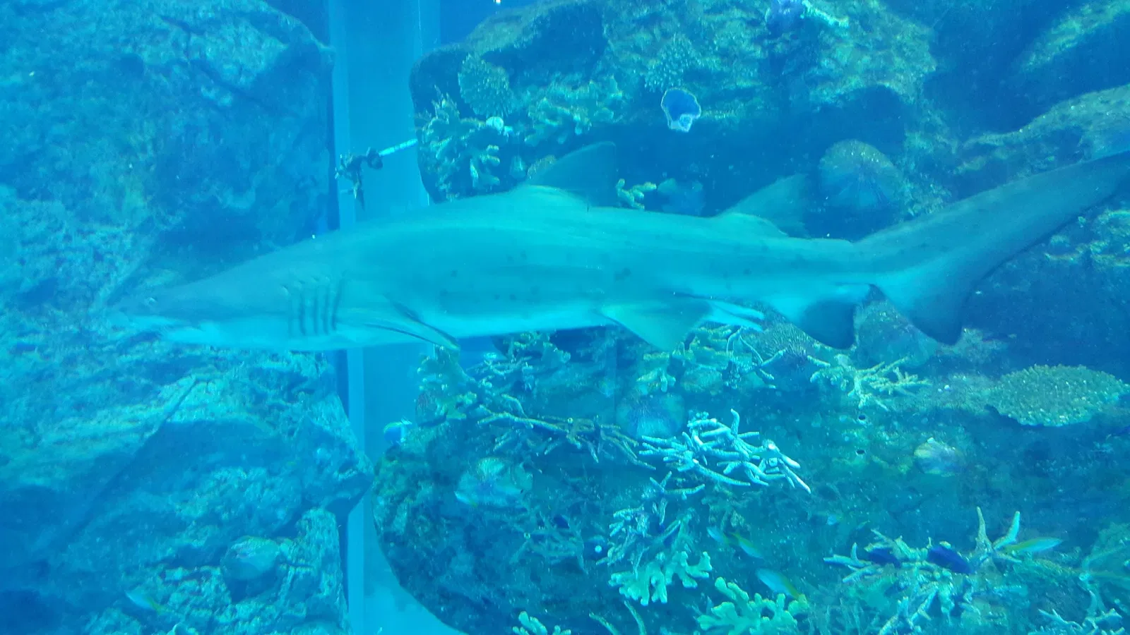 Dubai Aquarium & Underwater Zoo