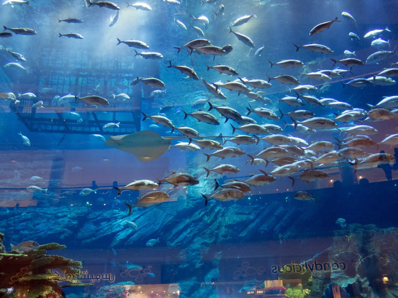 Dubai Aquarium & Underwater Zoo