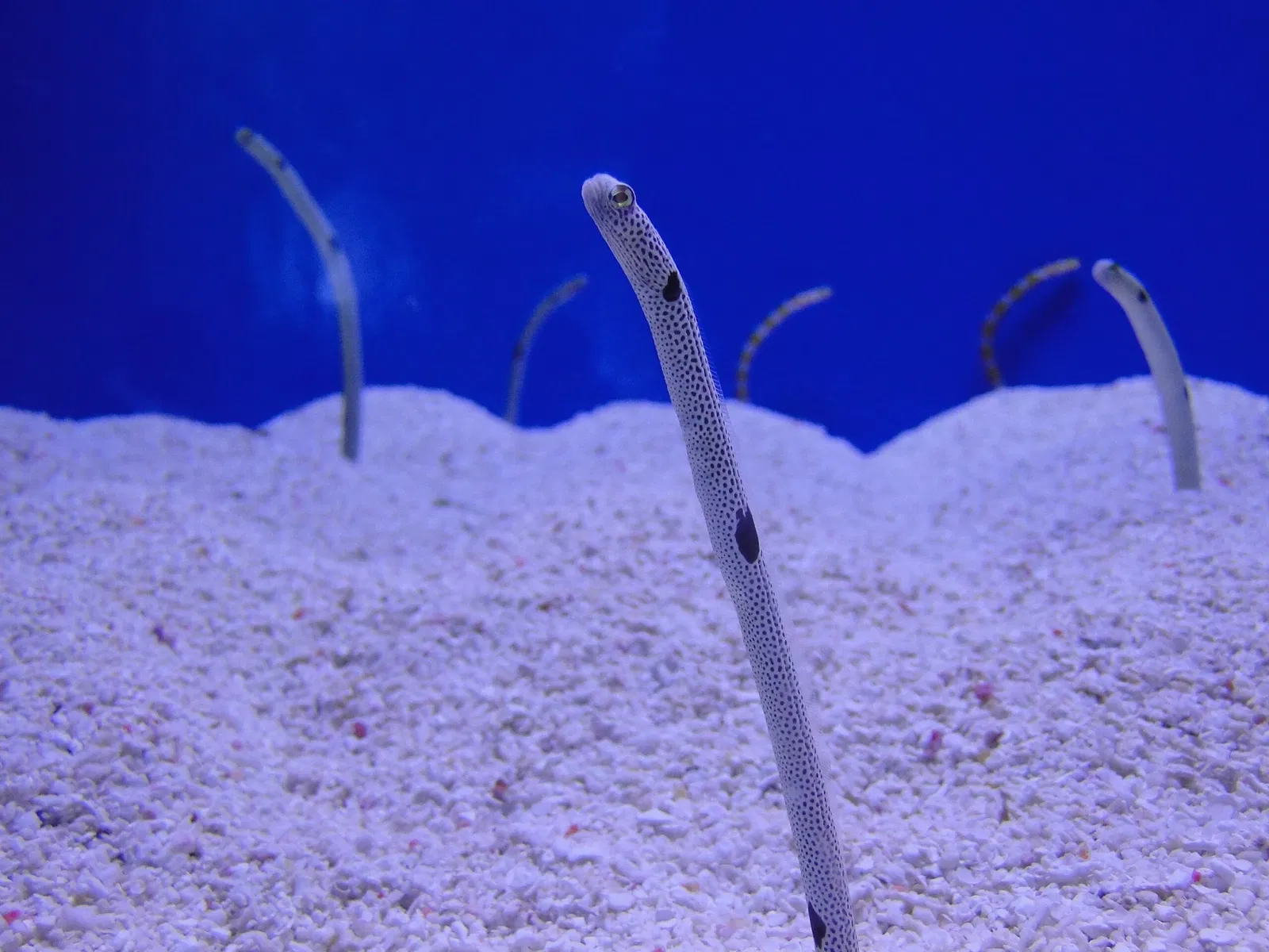 Dubai Aquarium & Underwater Zoo