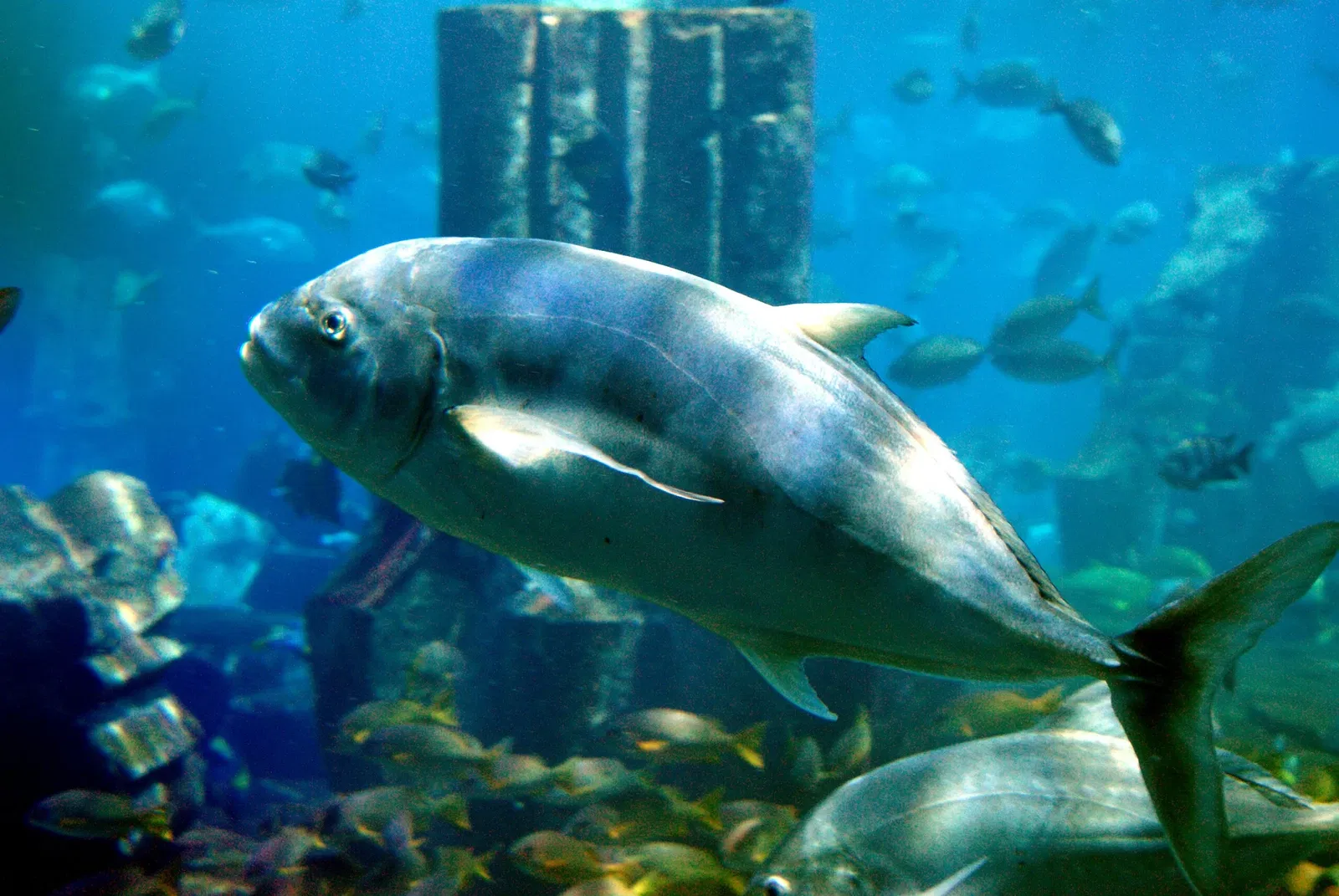 Dubai Aquarium & Underwater Zoo