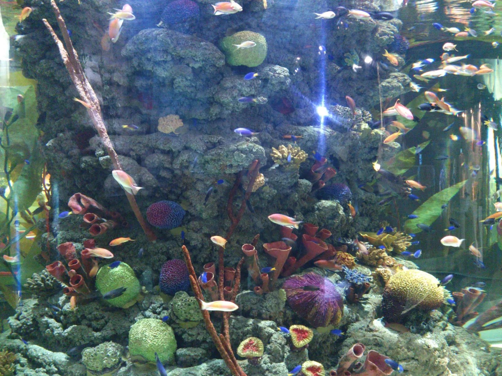 Dubai Aquarium & Underwater Zoo