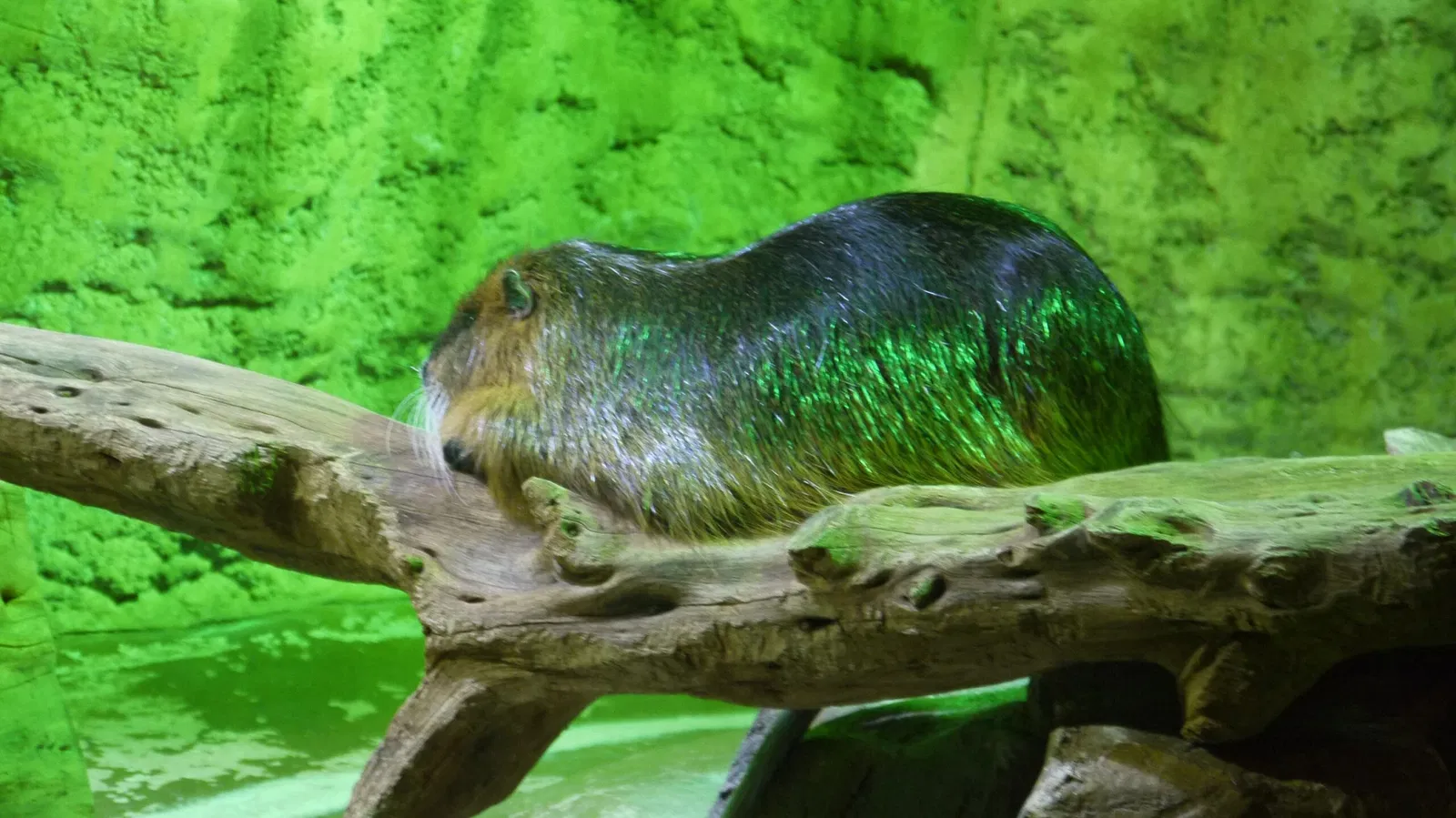 Dubai Aquarium & Underwater Zoo