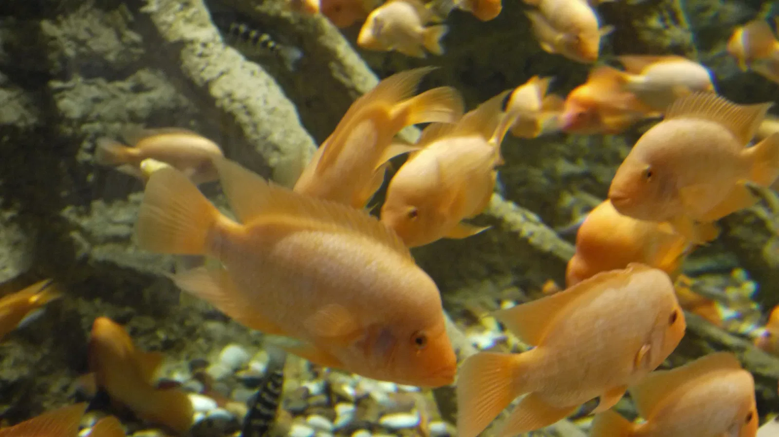 Dubai Aquarium & Underwater Zoo