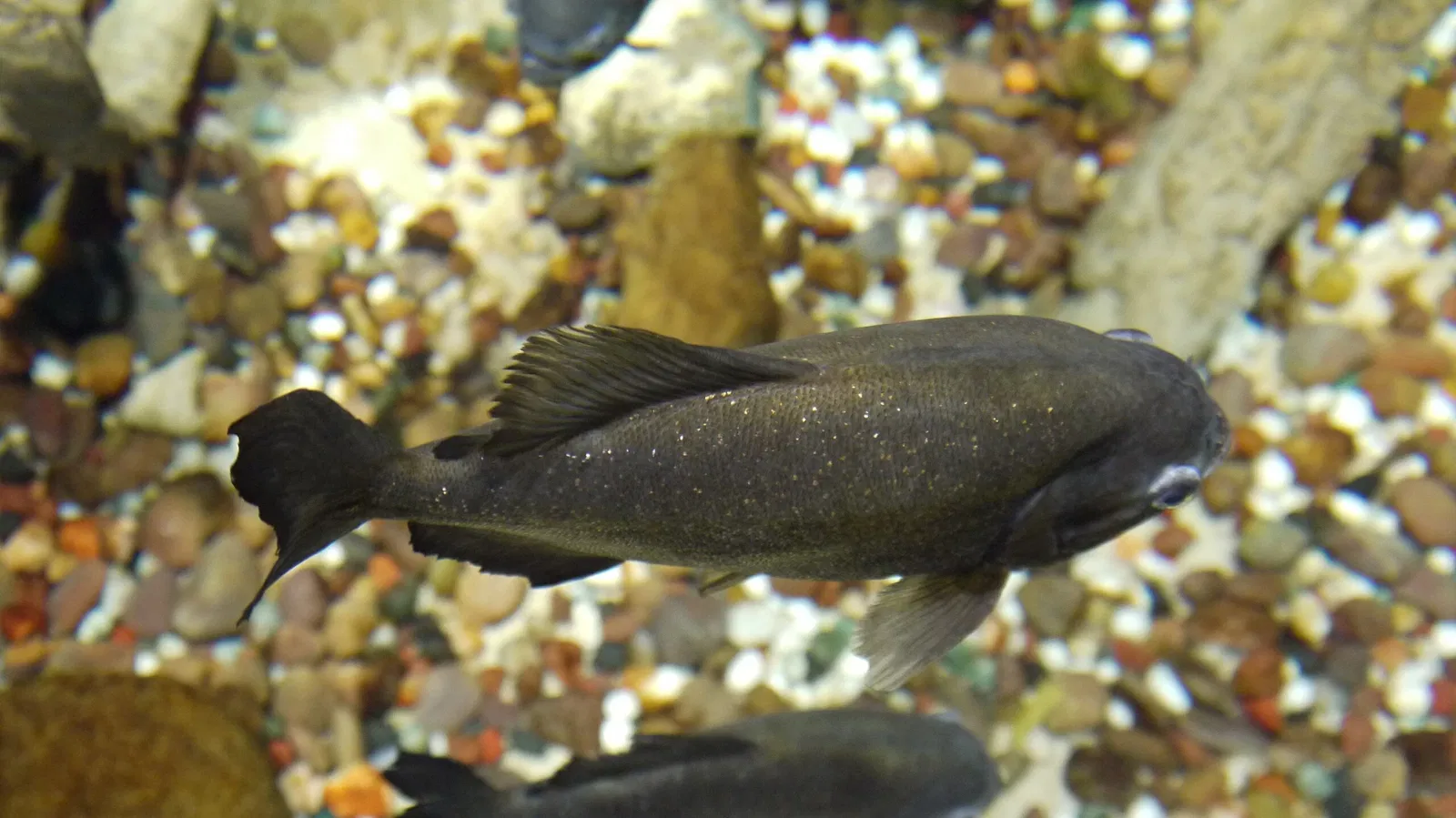 Dubai Aquarium & Underwater Zoo