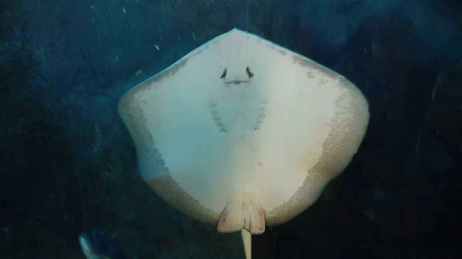 Dubai Aquarium & Underwater Zoo