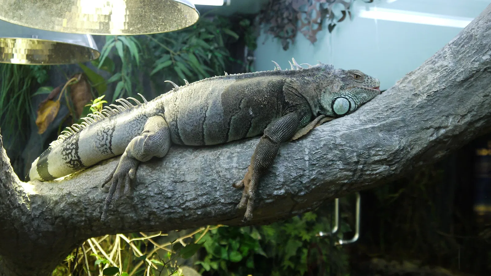 Dubai Aquarium & Underwater Zoo