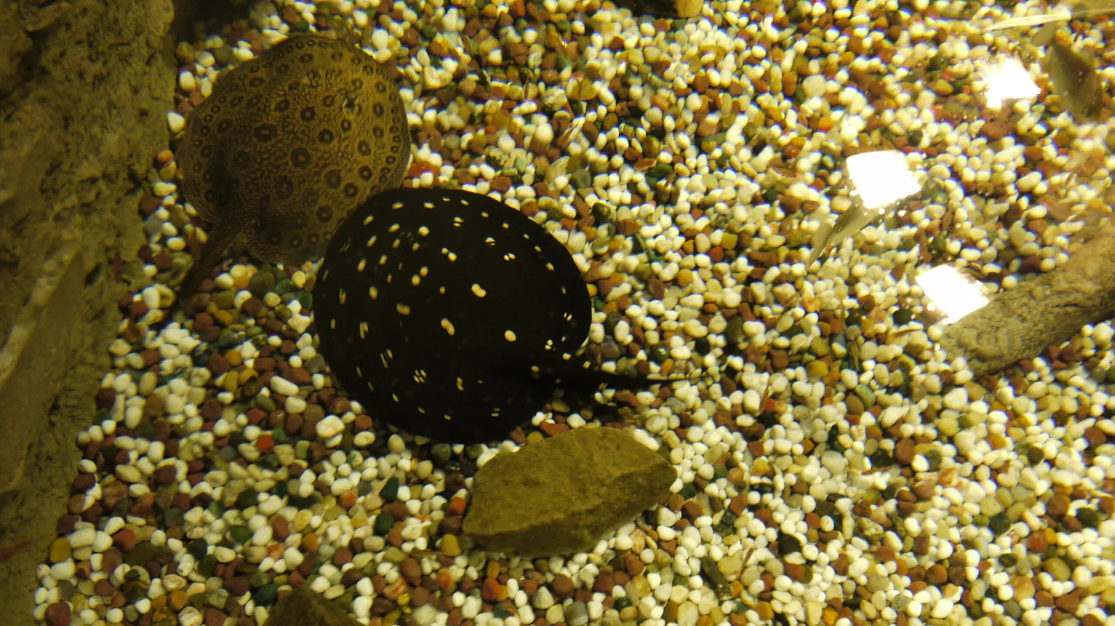 Dubai Aquarium & Underwater Zoo