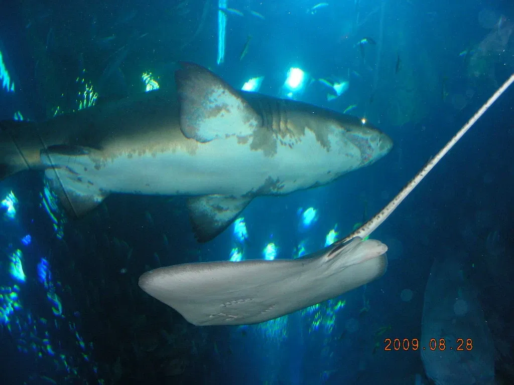 Dubai Aquarium & Underwater Zoo