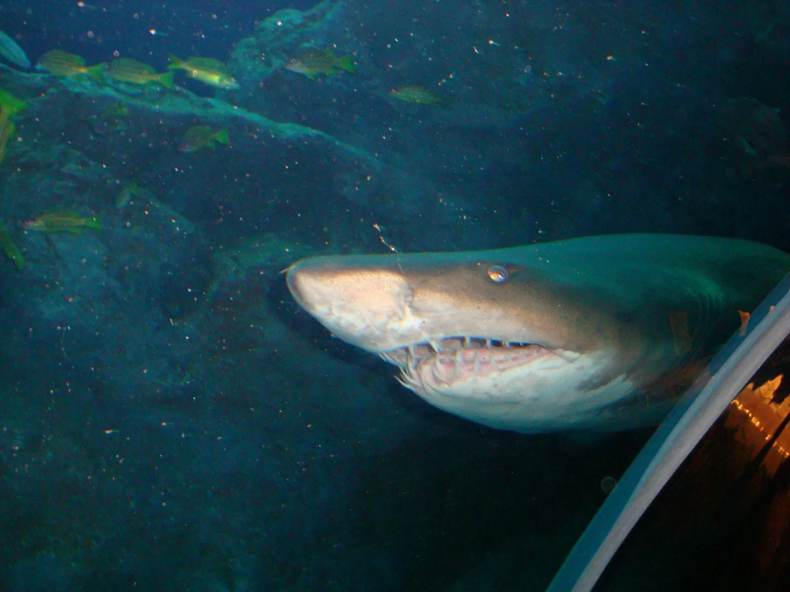 Dubai Aquarium & Underwater Zoo