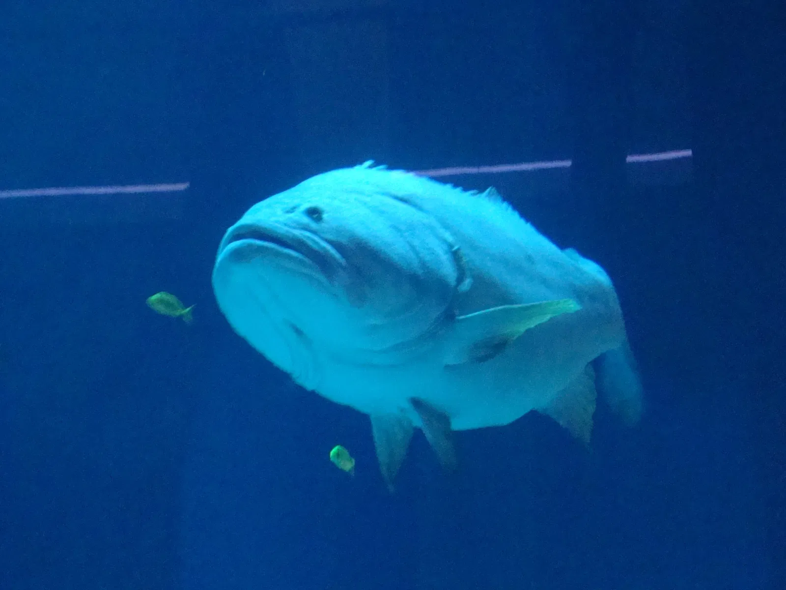 Dubai Aquarium & Underwater Zoo