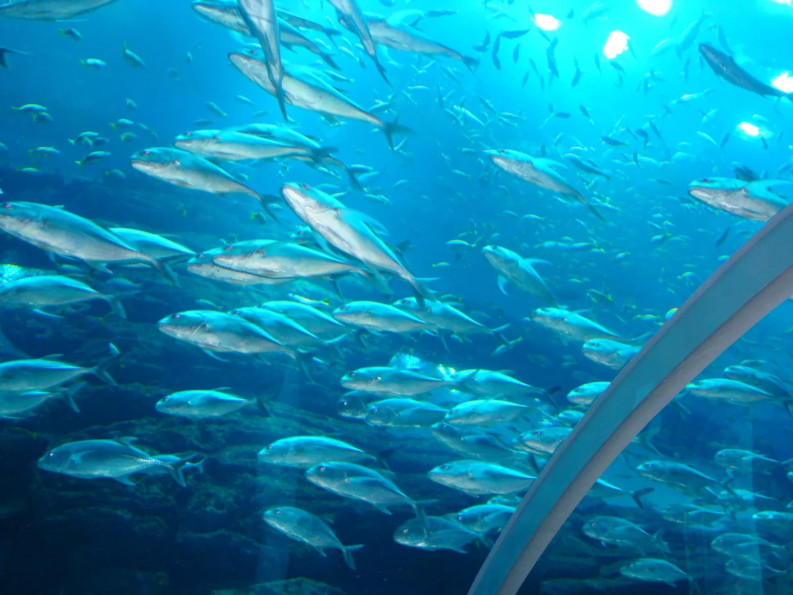 Dubai Aquarium & Underwater Zoo