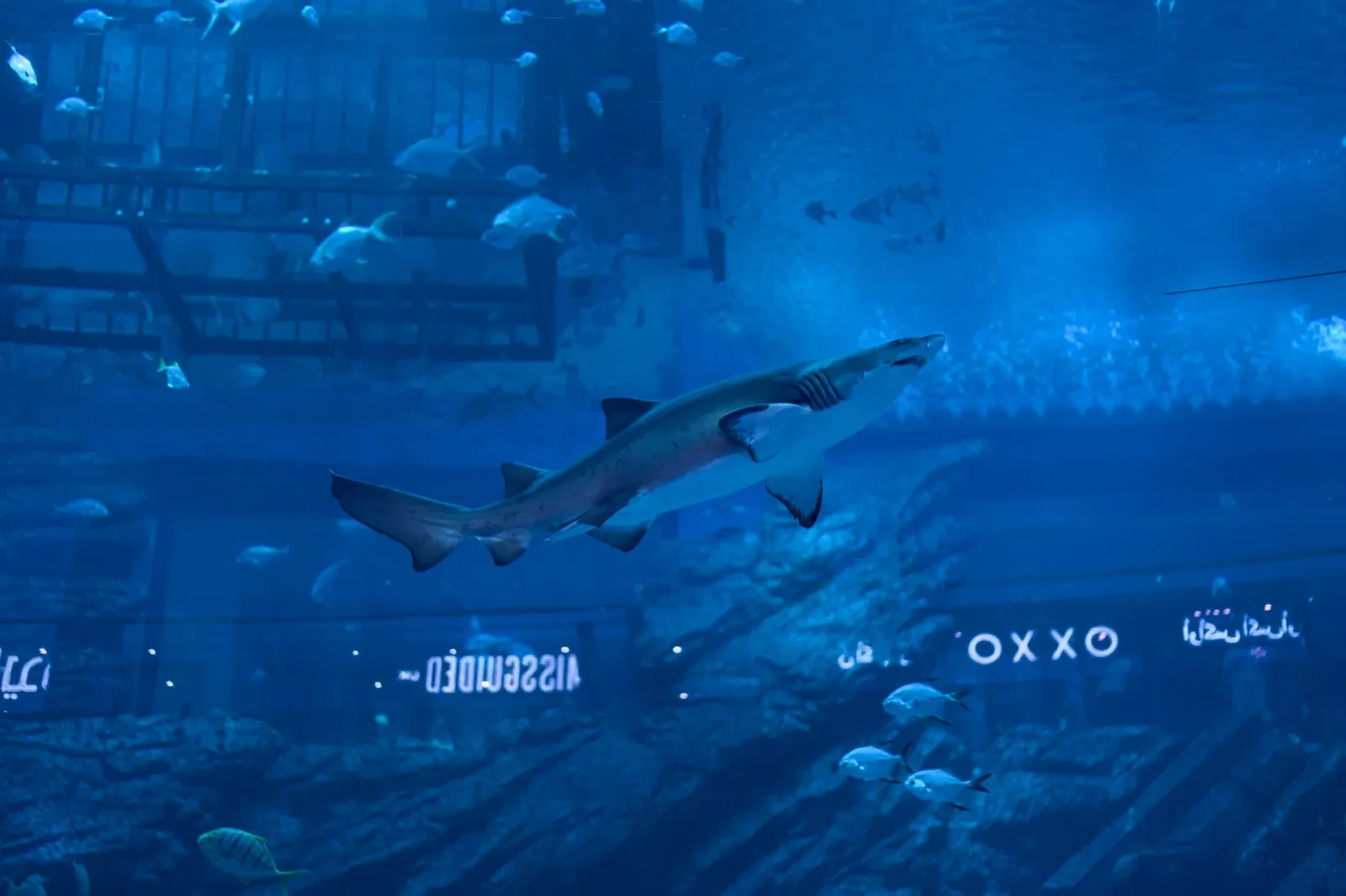 Dubai Aquarium & Underwater Zoo