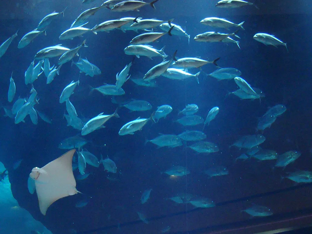 Dubai Aquarium & Underwater Zoo