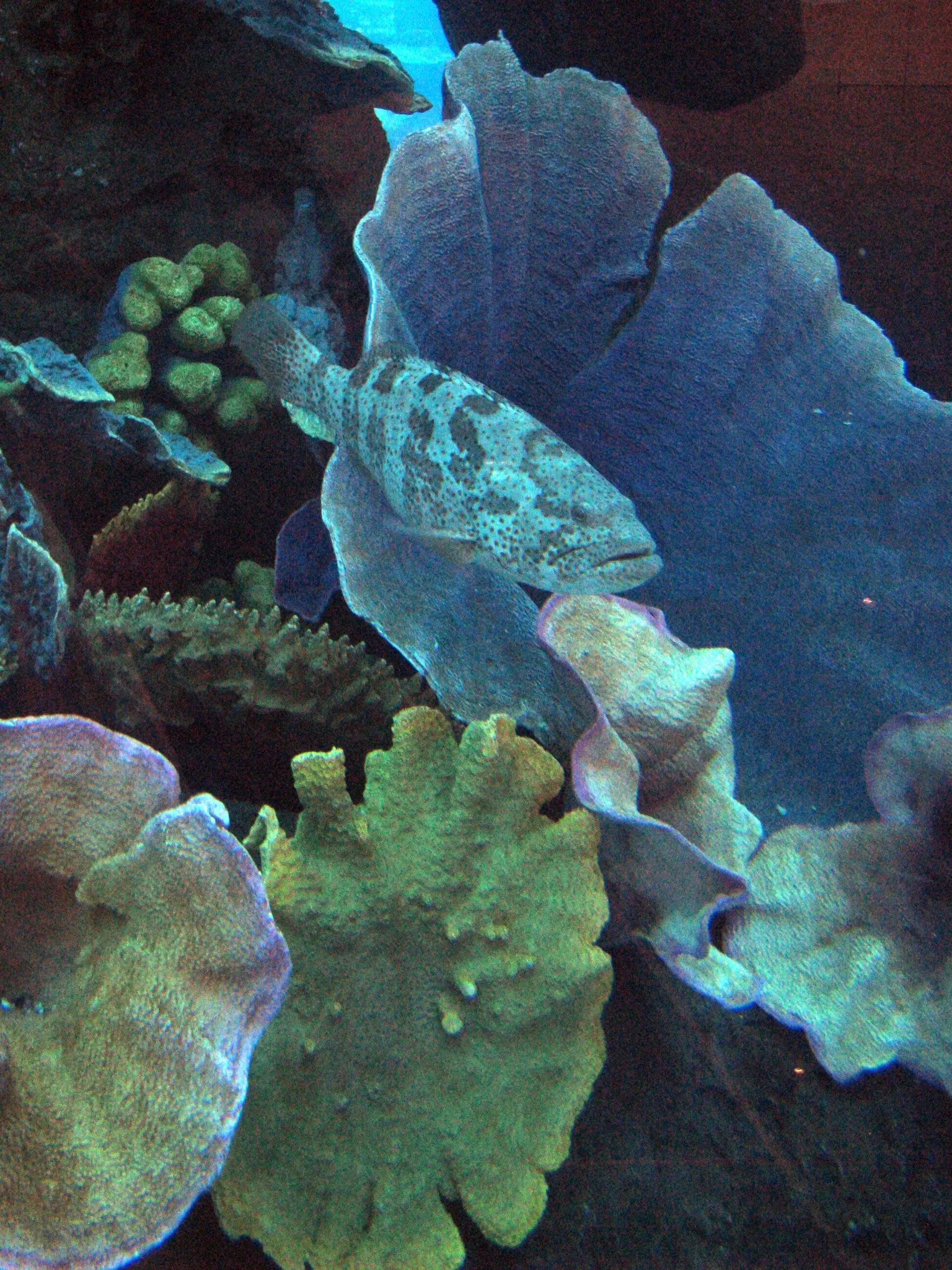 Dubai Aquarium & Underwater Zoo