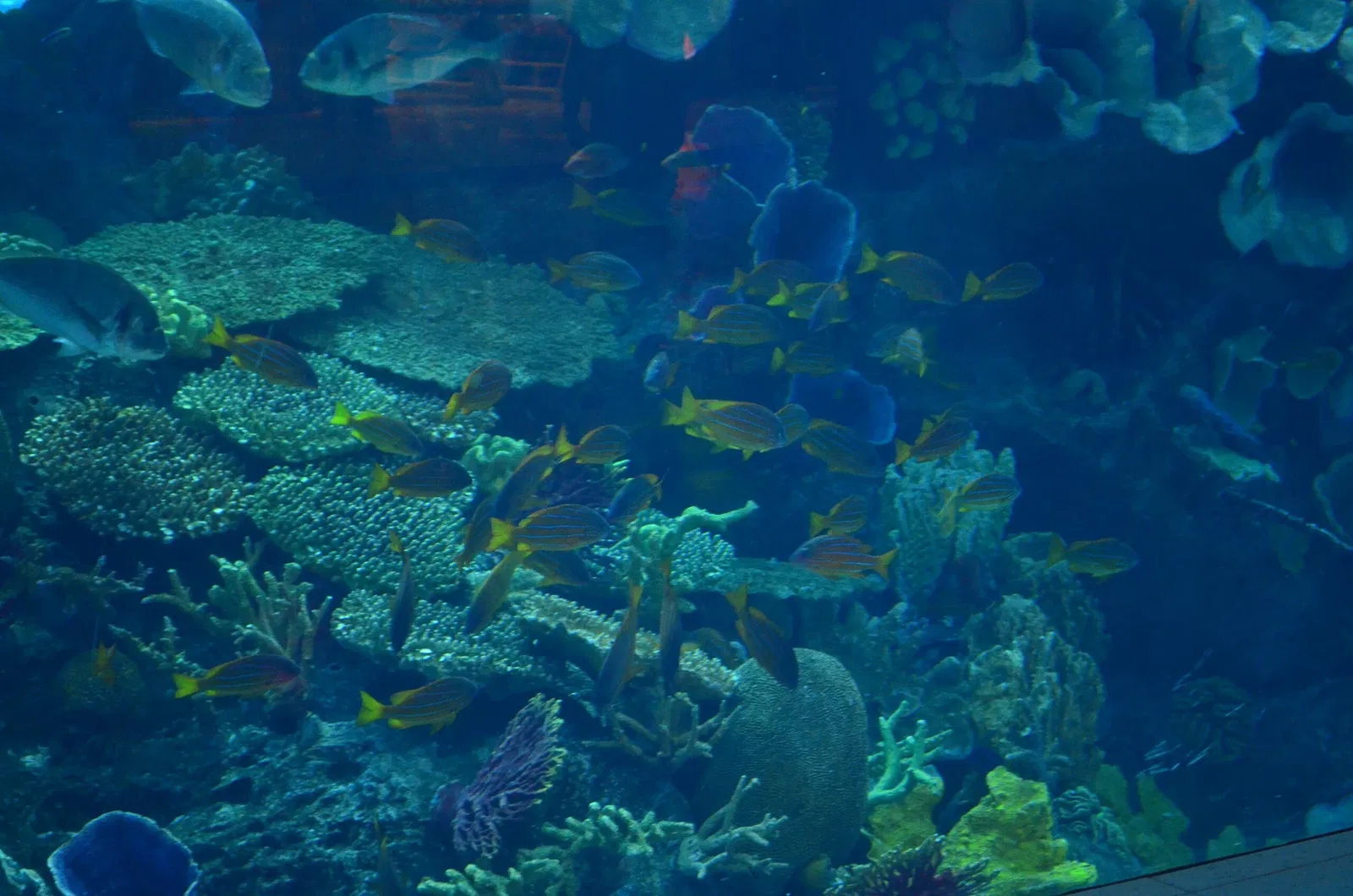 Dubai Aquarium & Underwater Zoo