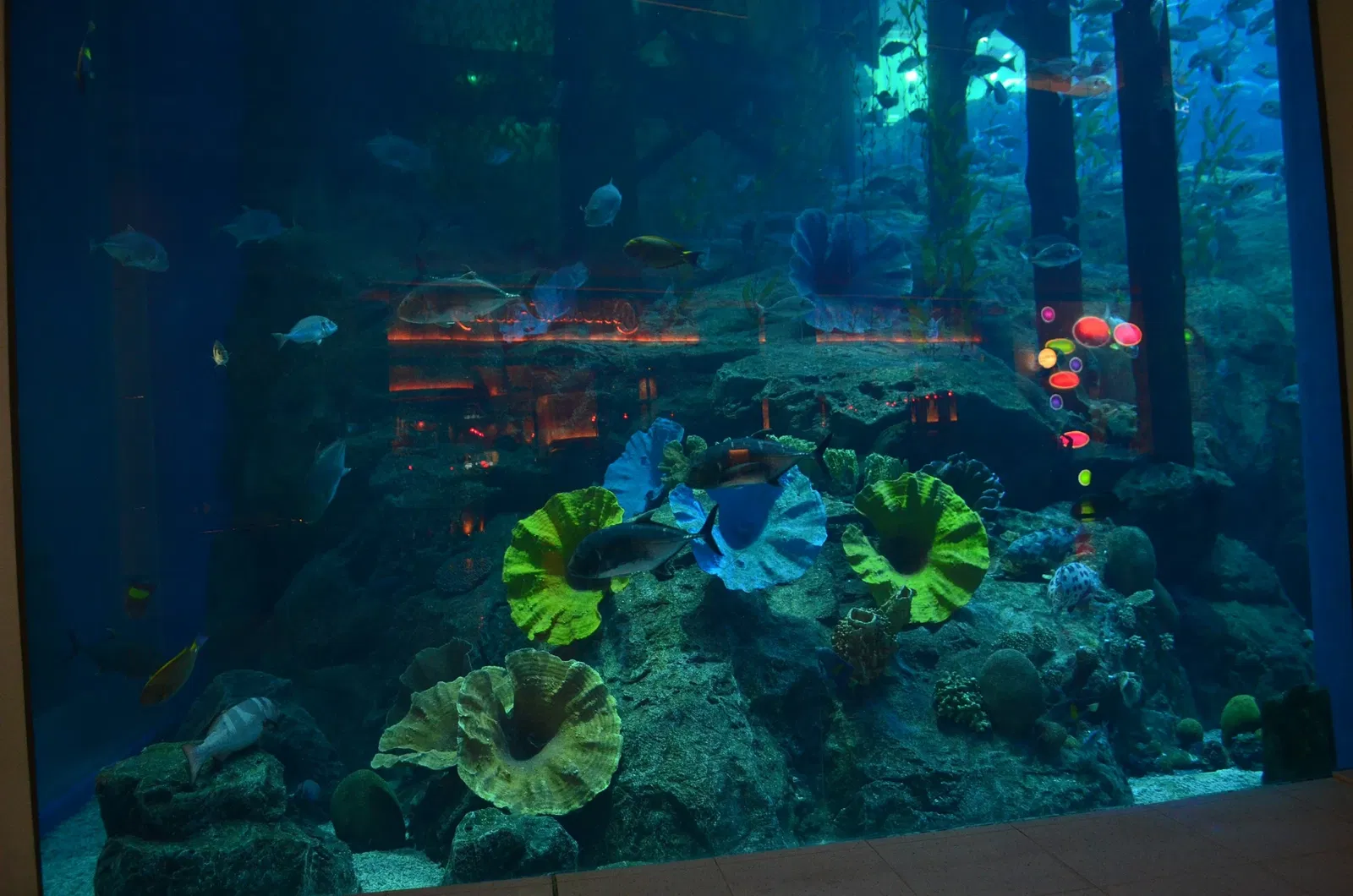 Dubai Aquarium & Underwater Zoo