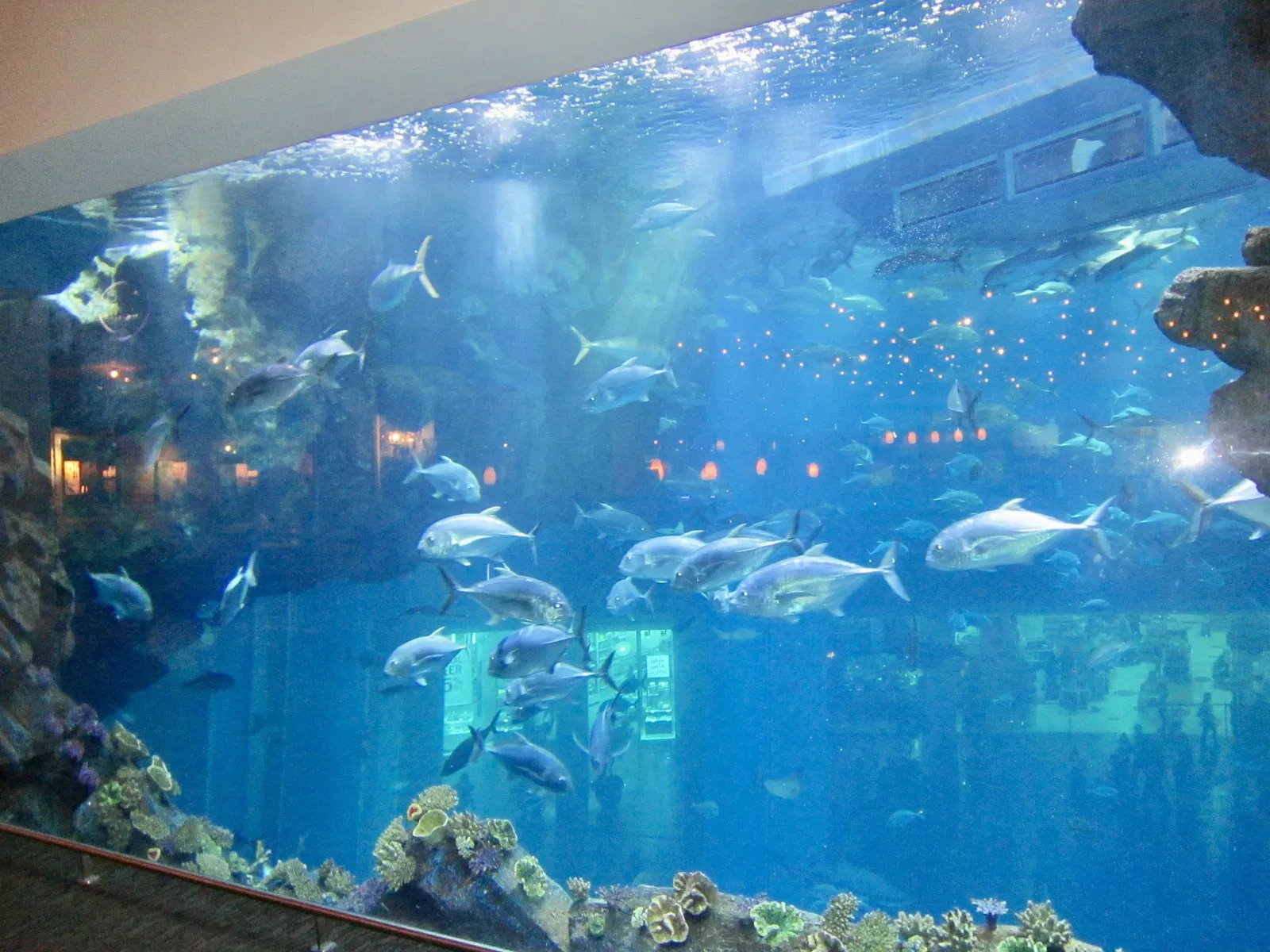 Dubai Aquarium & Underwater Zoo