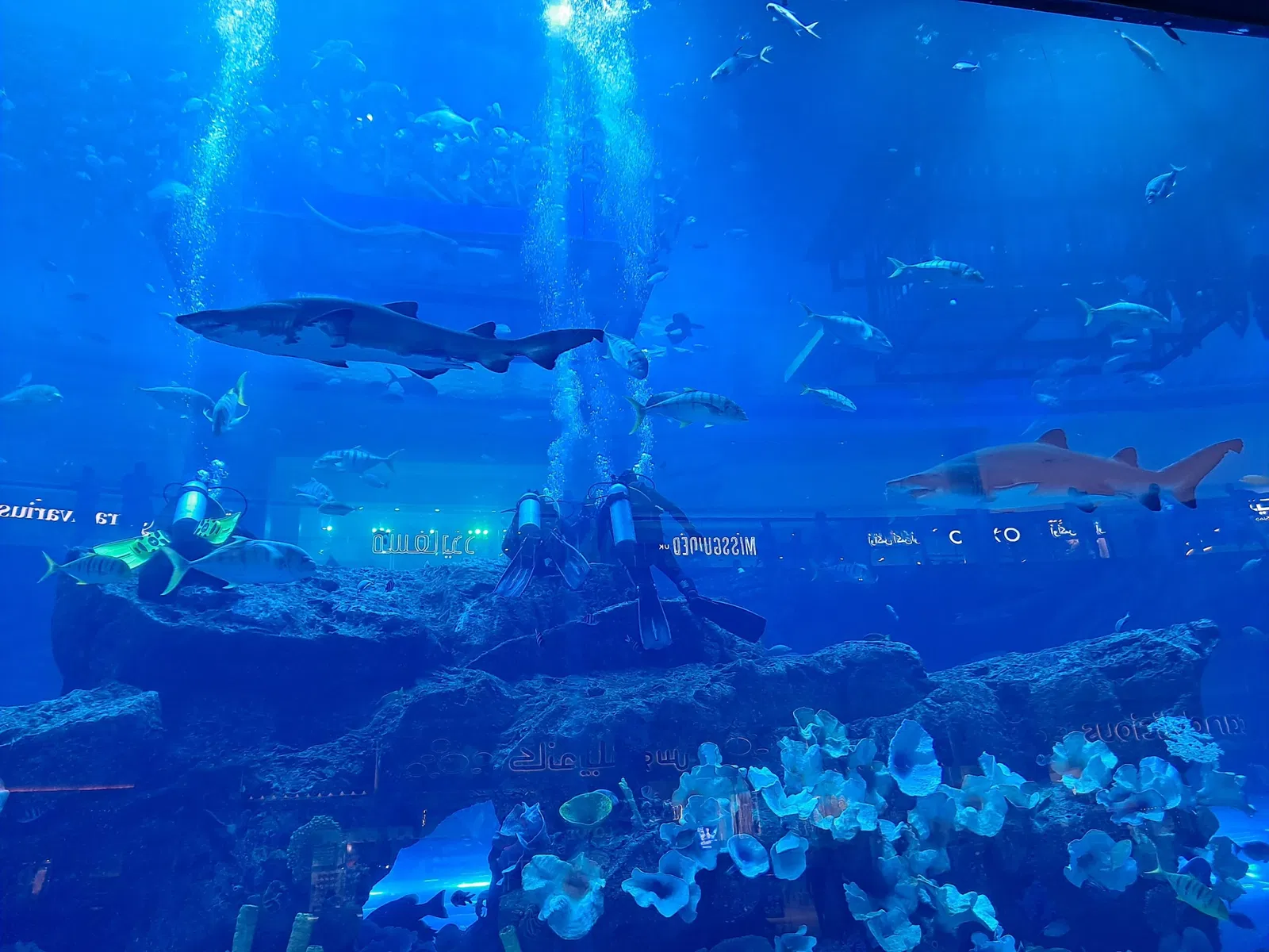 Dubai Aquarium & Underwater Zoo