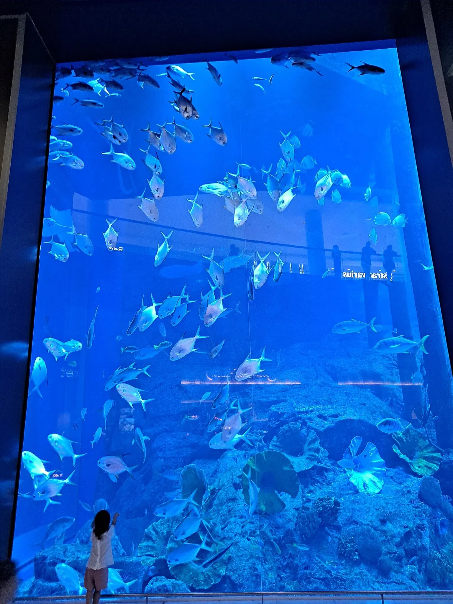Dubai Aquarium & Underwater Zoo