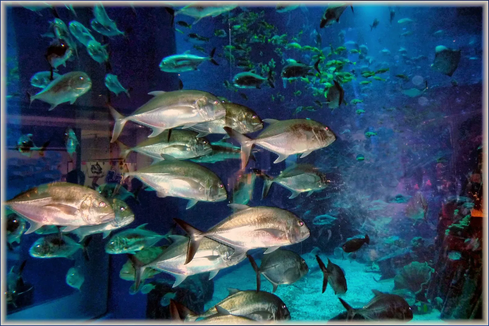 Dubai Aquarium & Underwater Zoo