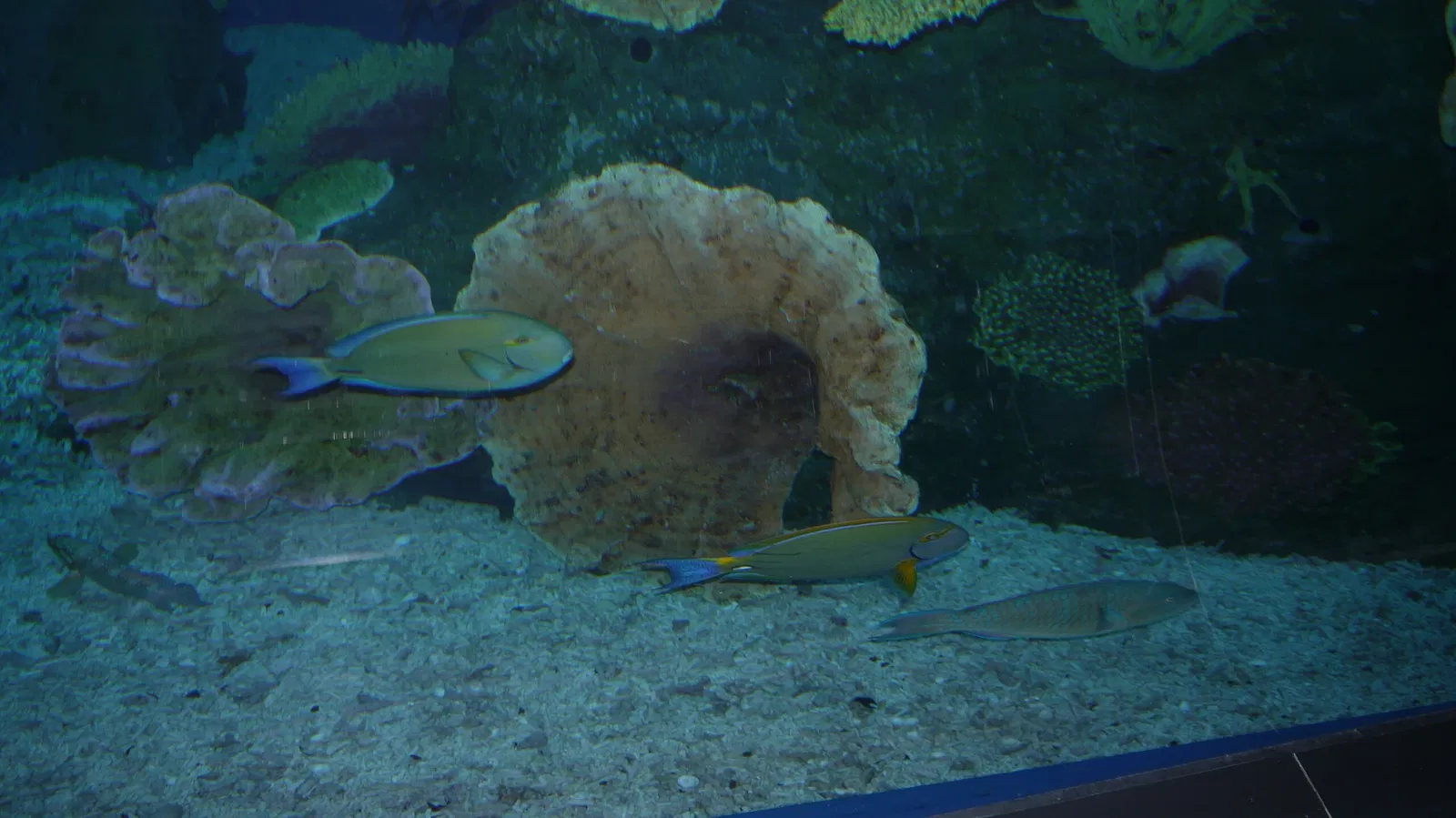 Dubai Aquarium & Underwater Zoo