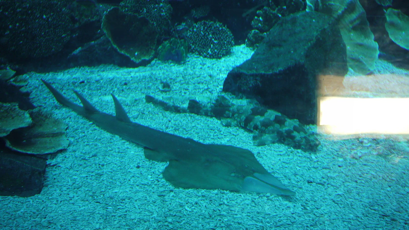 Dubai Aquarium & Underwater Zoo