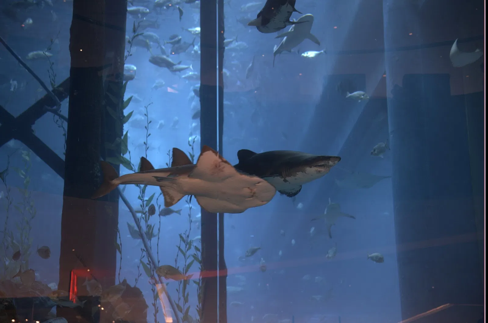 Dubai Aquarium & Underwater Zoo